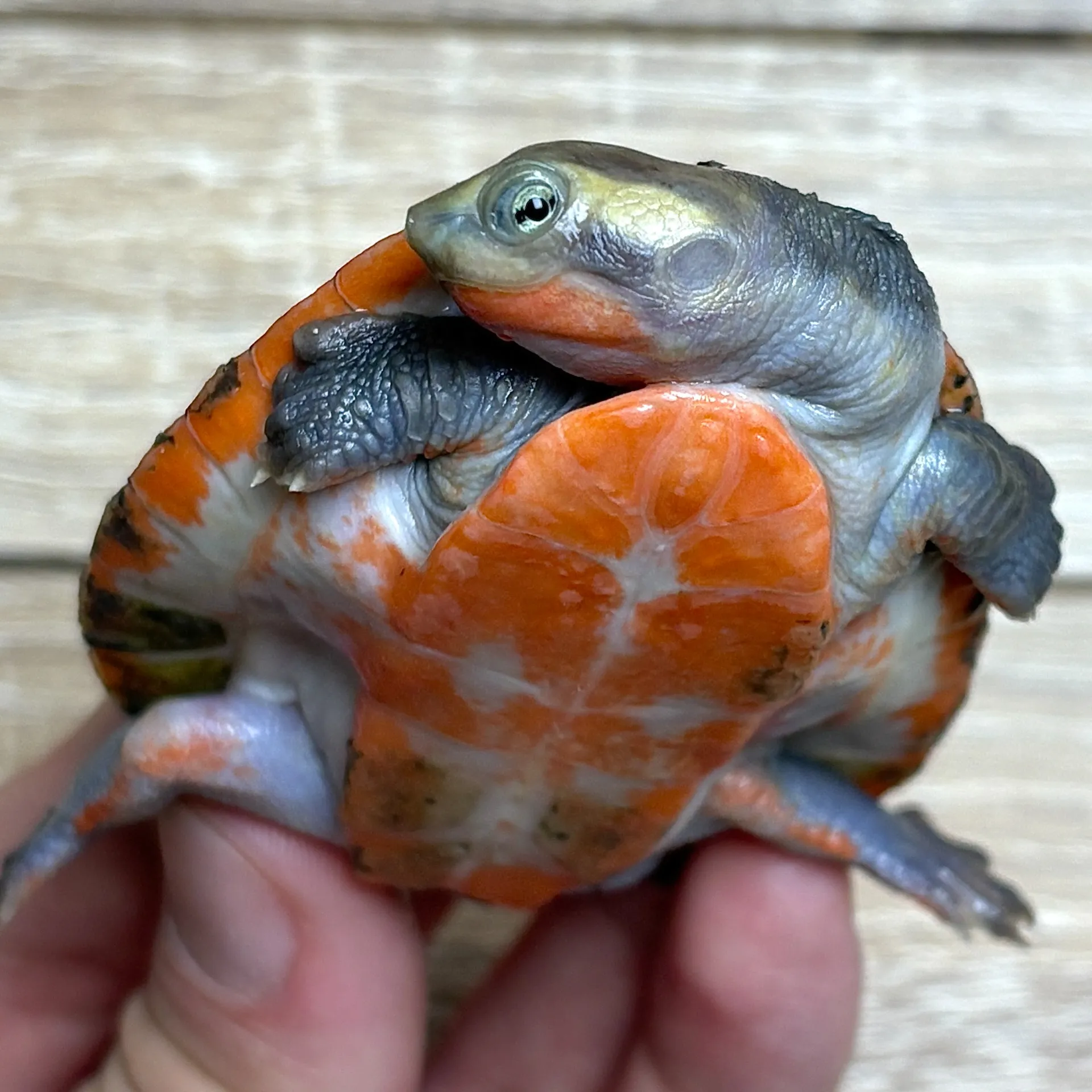 ニシキマゲクビガメ