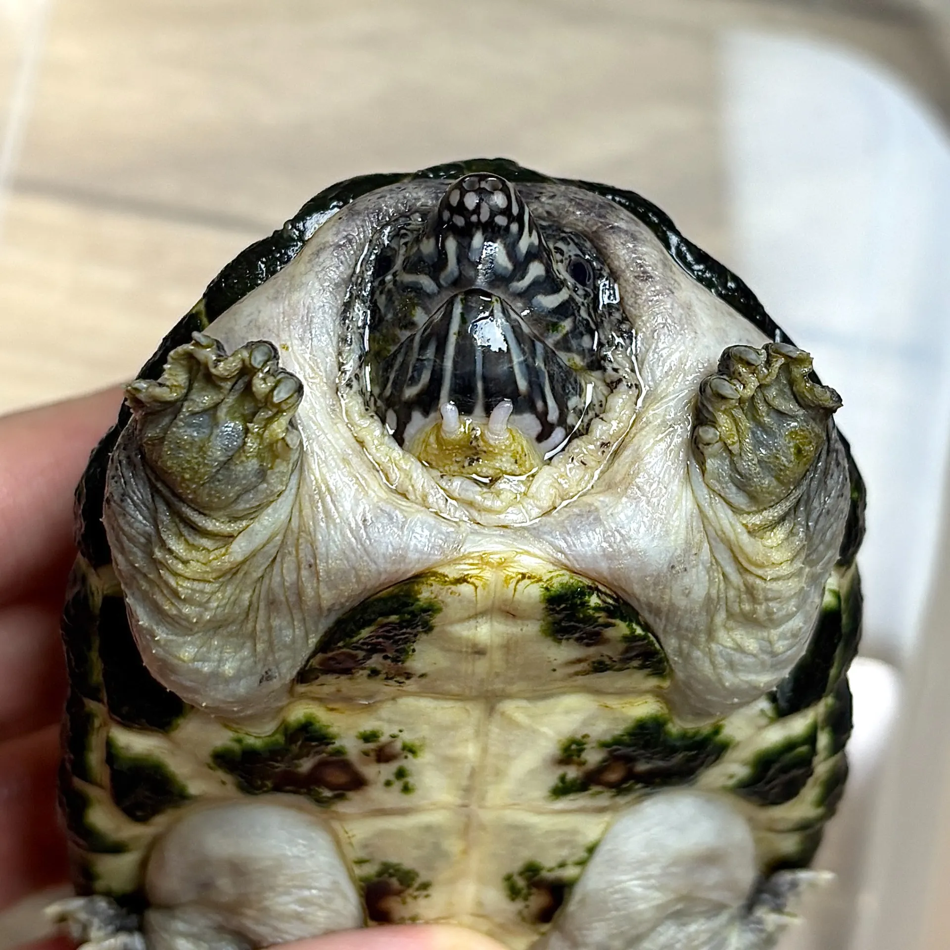 ジャイアントマスクタートル