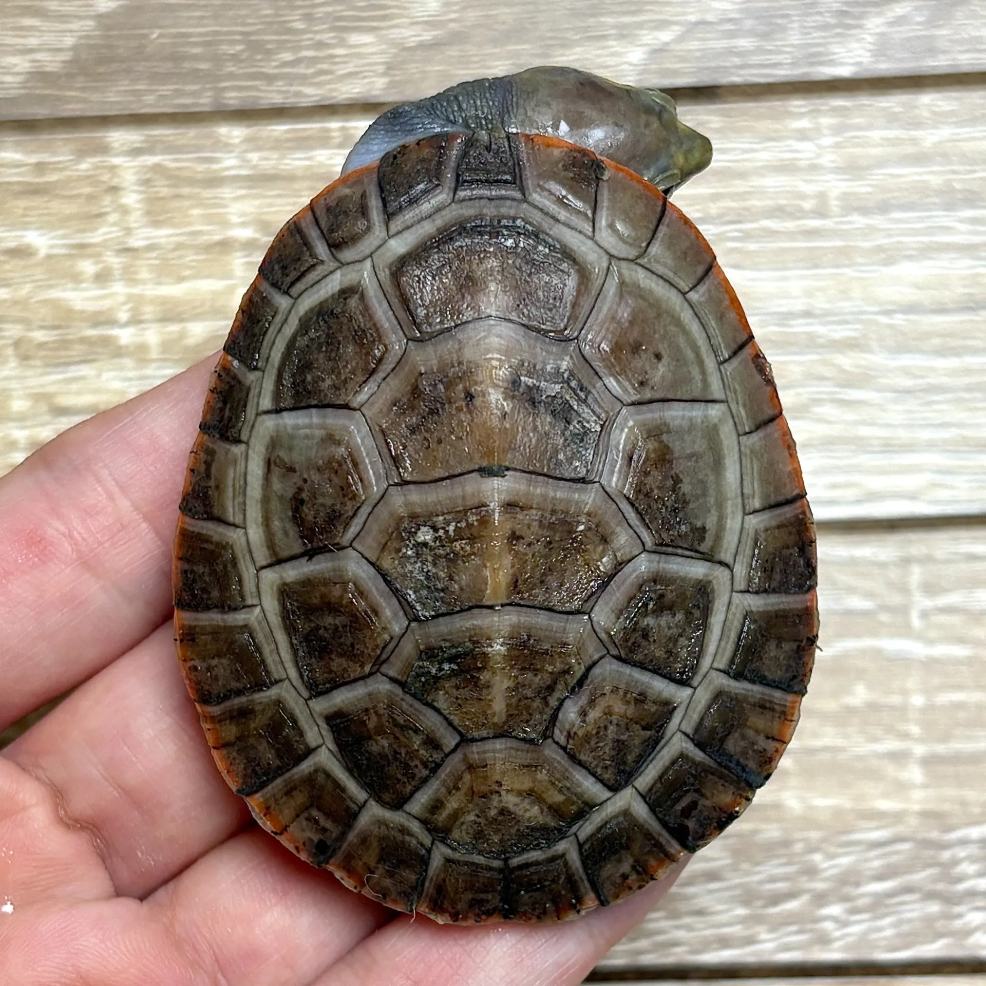 ニシキマゲクビガメ