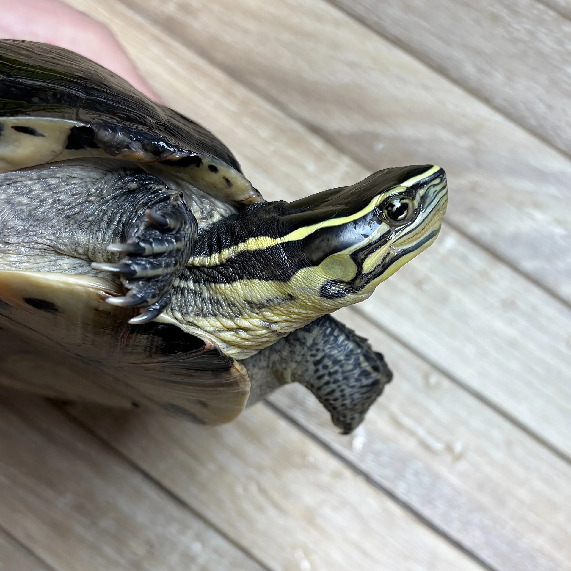 マレーハコガメ♂