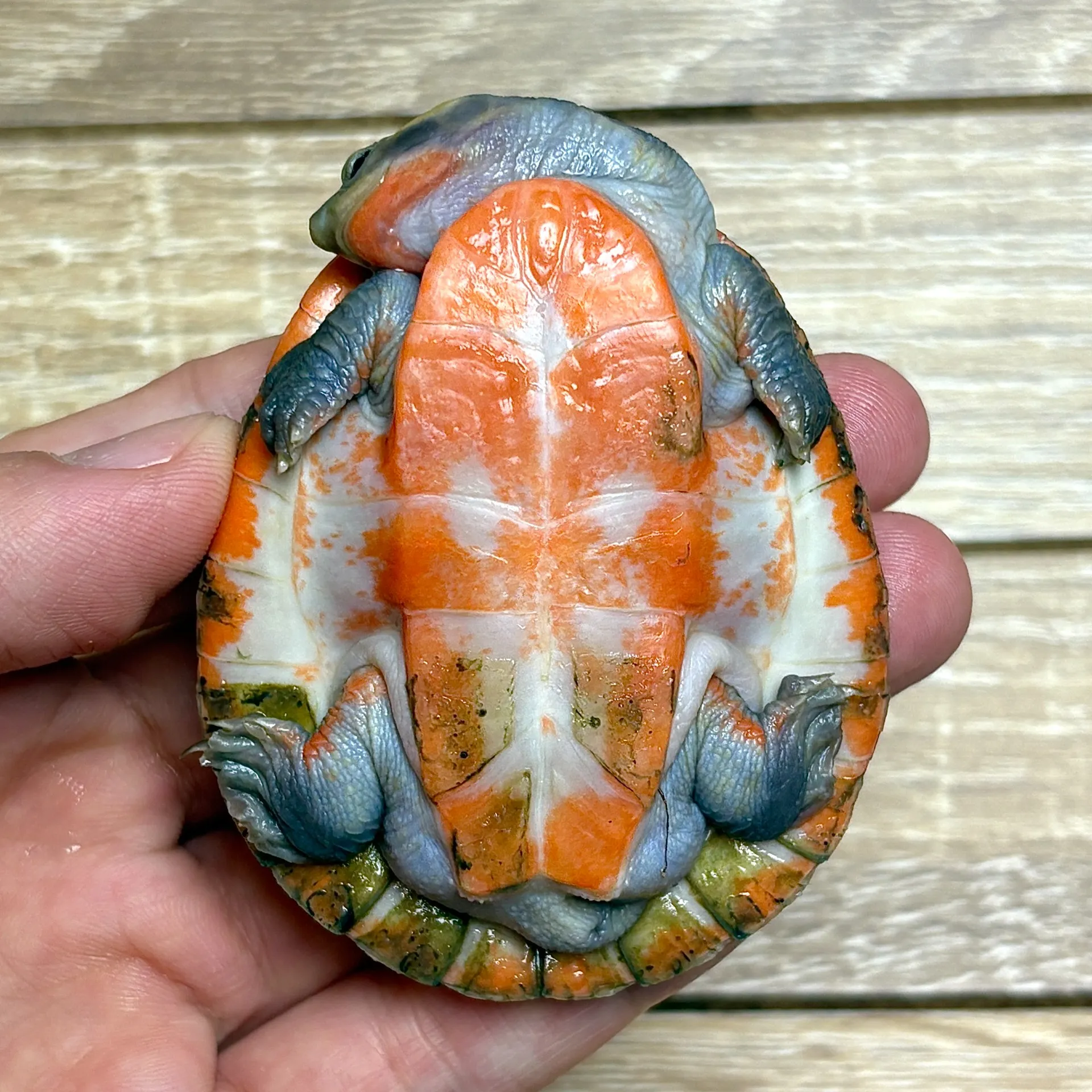 ニシキマゲクビガメ