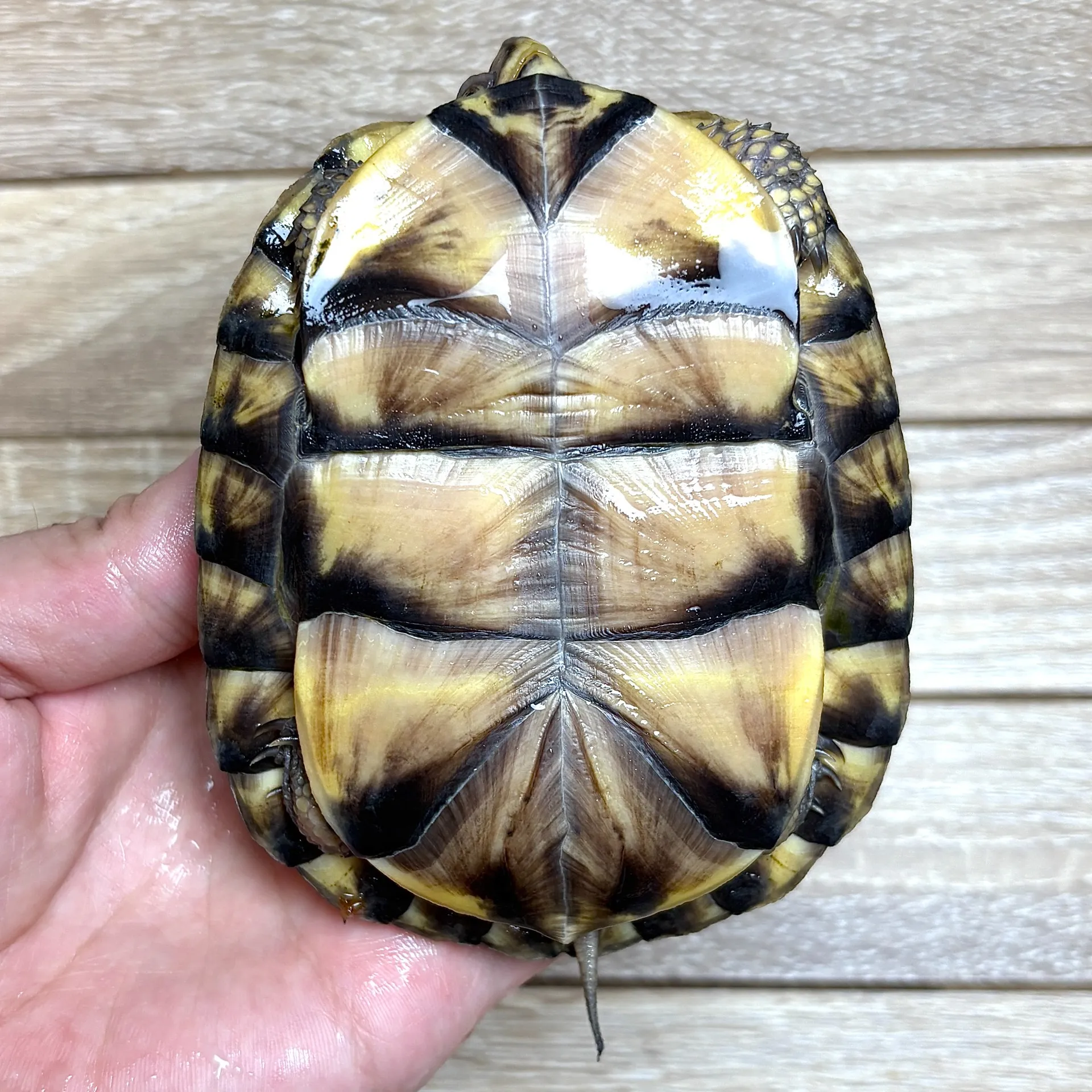 イエローガルフコーストハコガメ maybe♀