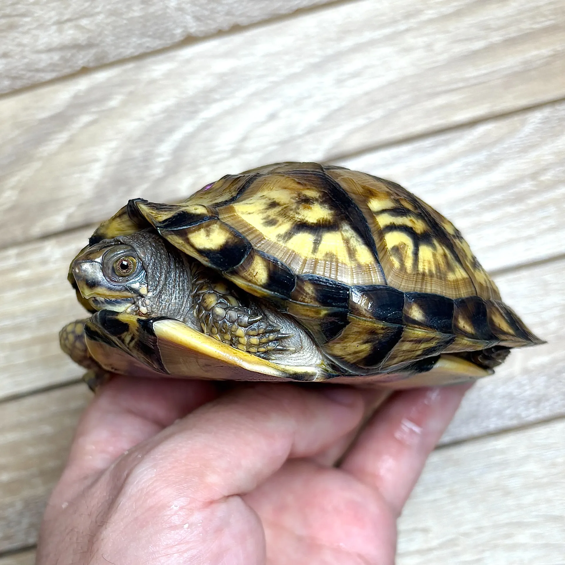 イエローガルフコーストハコガメ maybe♀