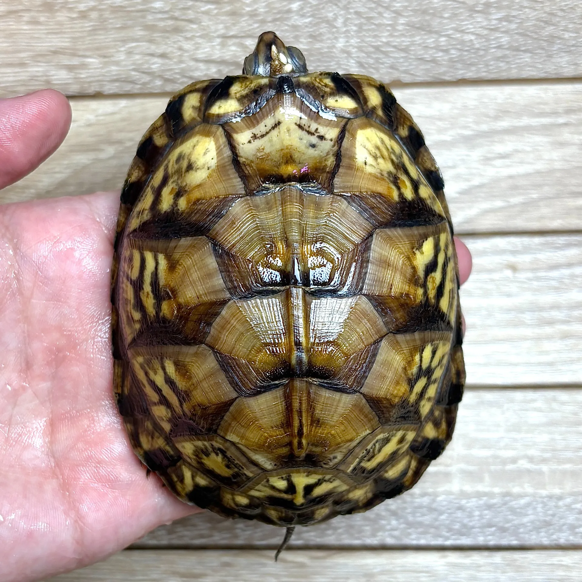 イエローガルフコーストハコガメ maybe♀