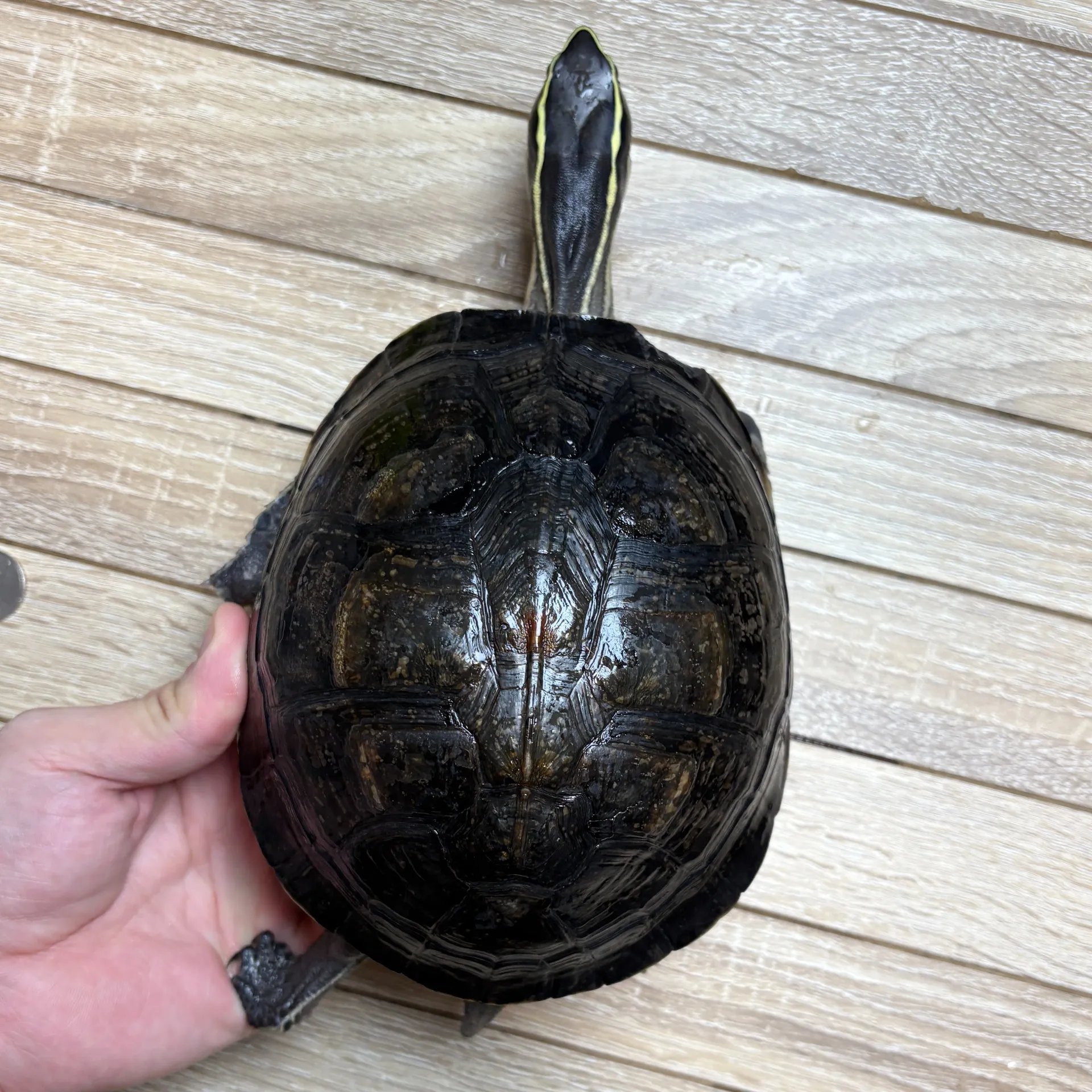 マレーハコガメ♂