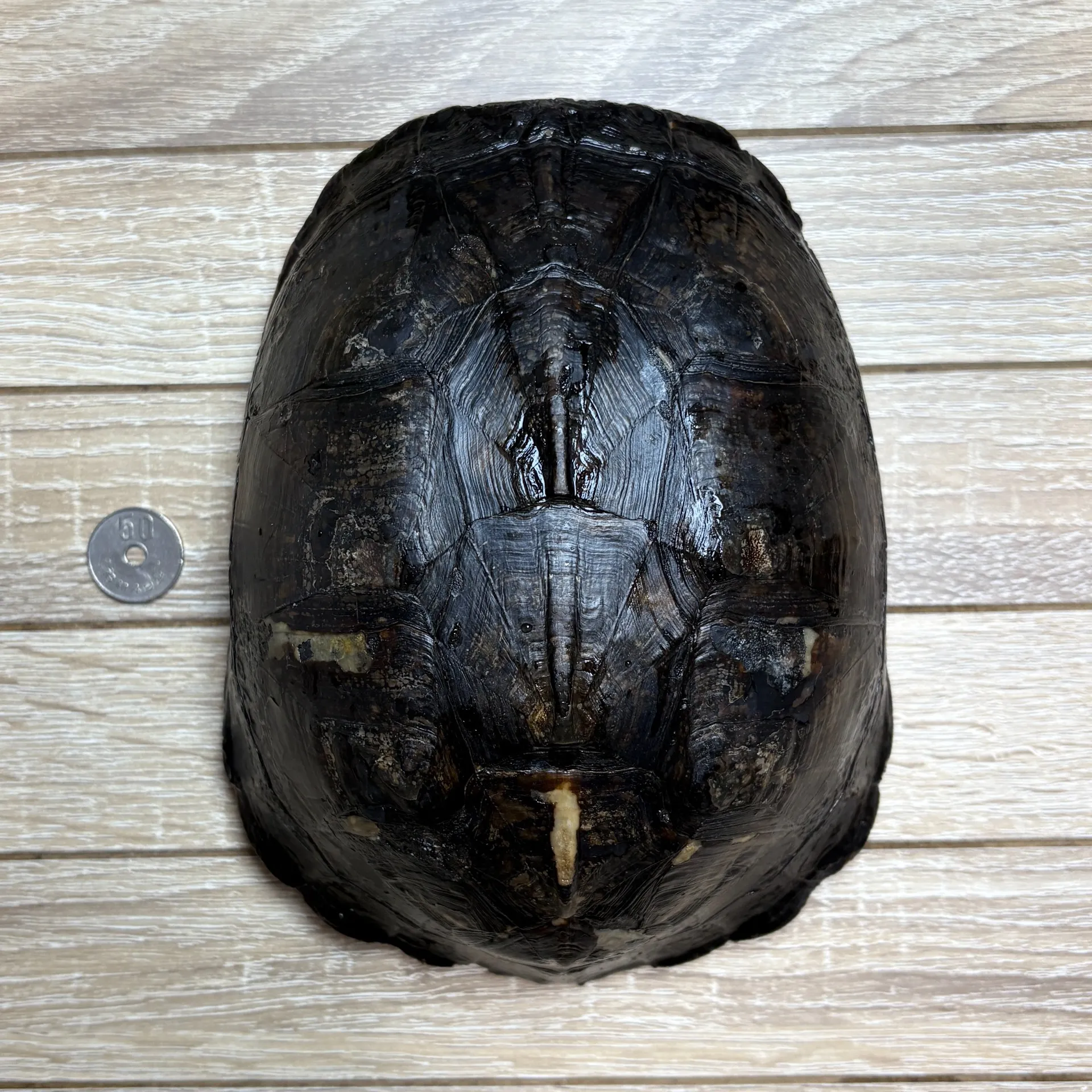 マレーハコガメ♂（甲羅と前肢に傷あり）