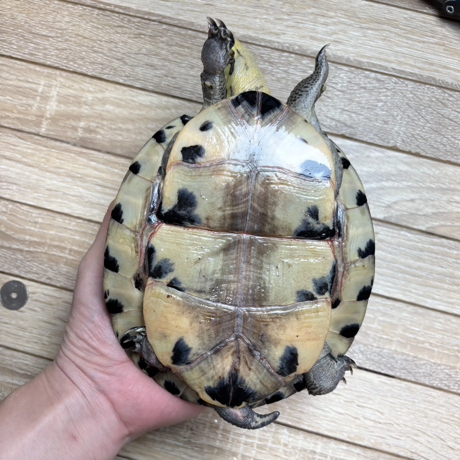 マレーハコガメ♂