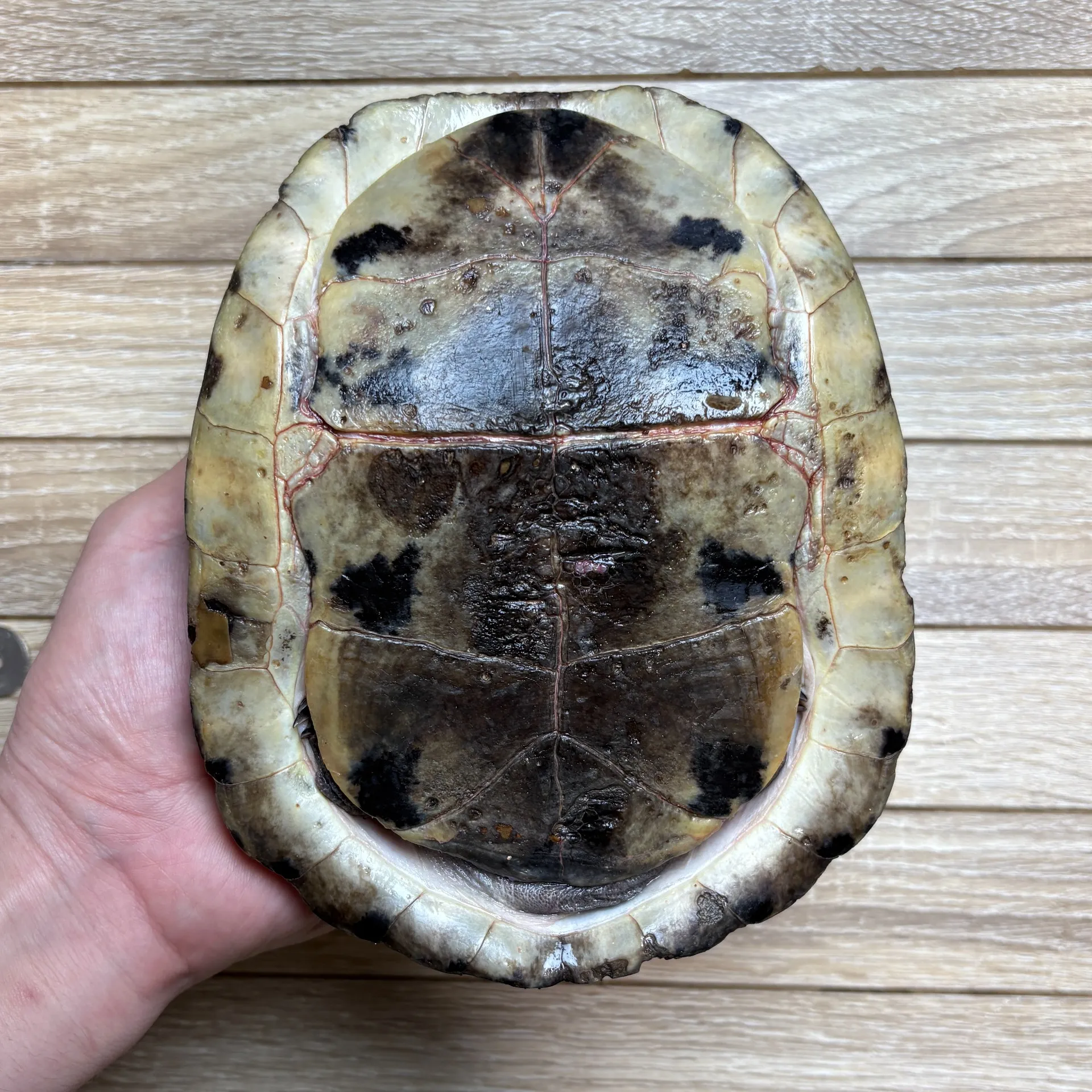 マレーハコガメ♂（甲羅と前肢に傷あり）