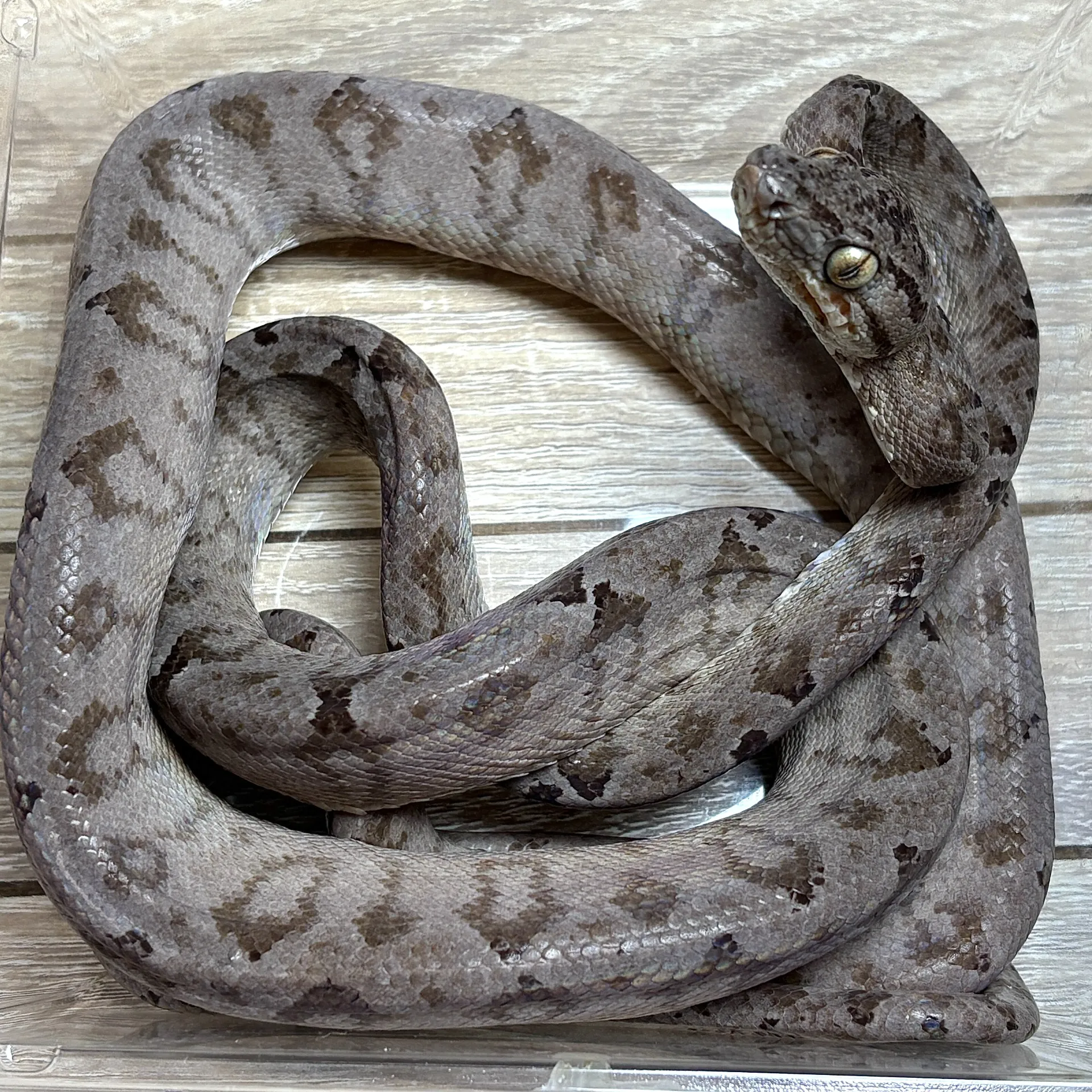 アマゾンツリーボア