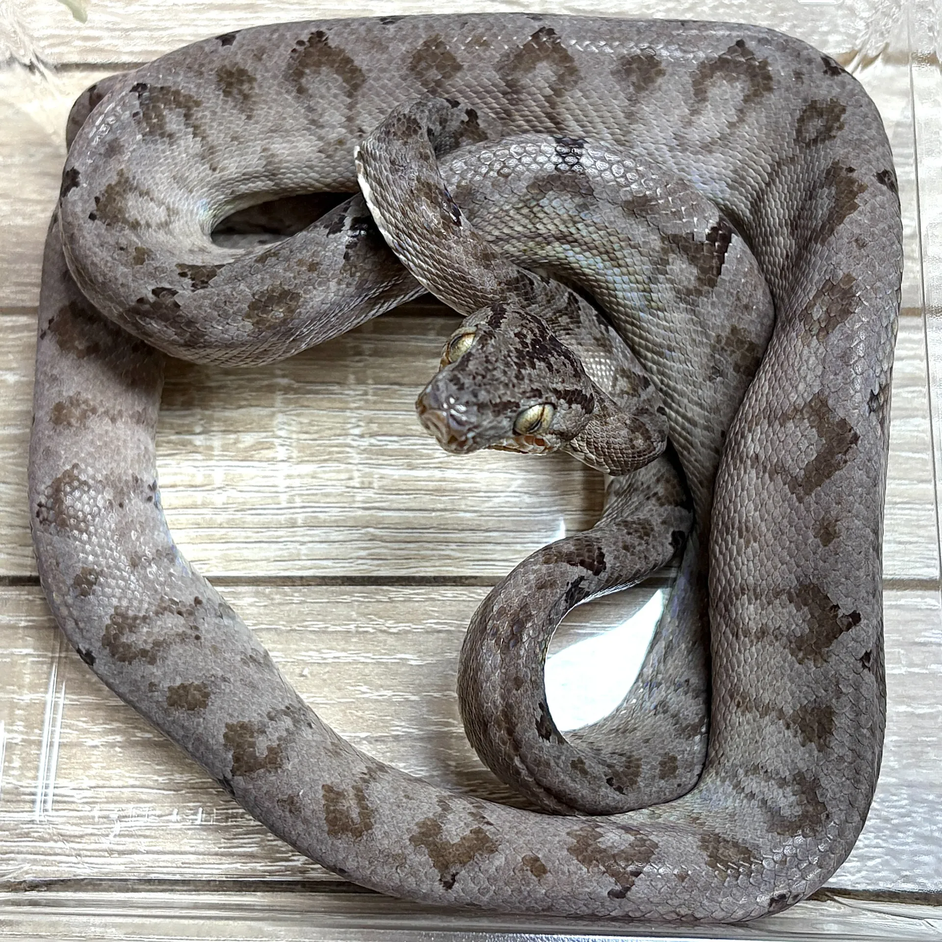 アマゾンツリーボア