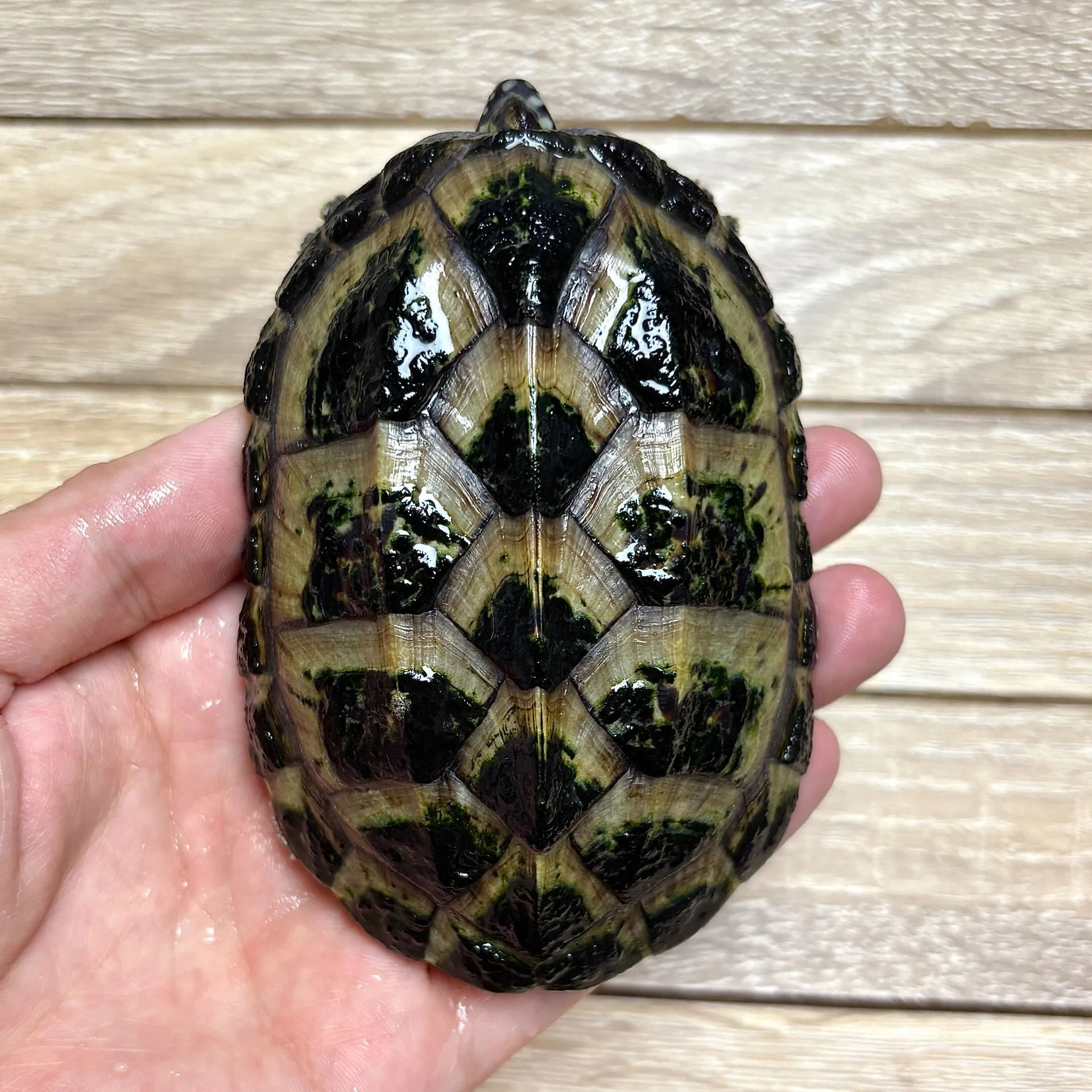 ジャイアントマスクタートル