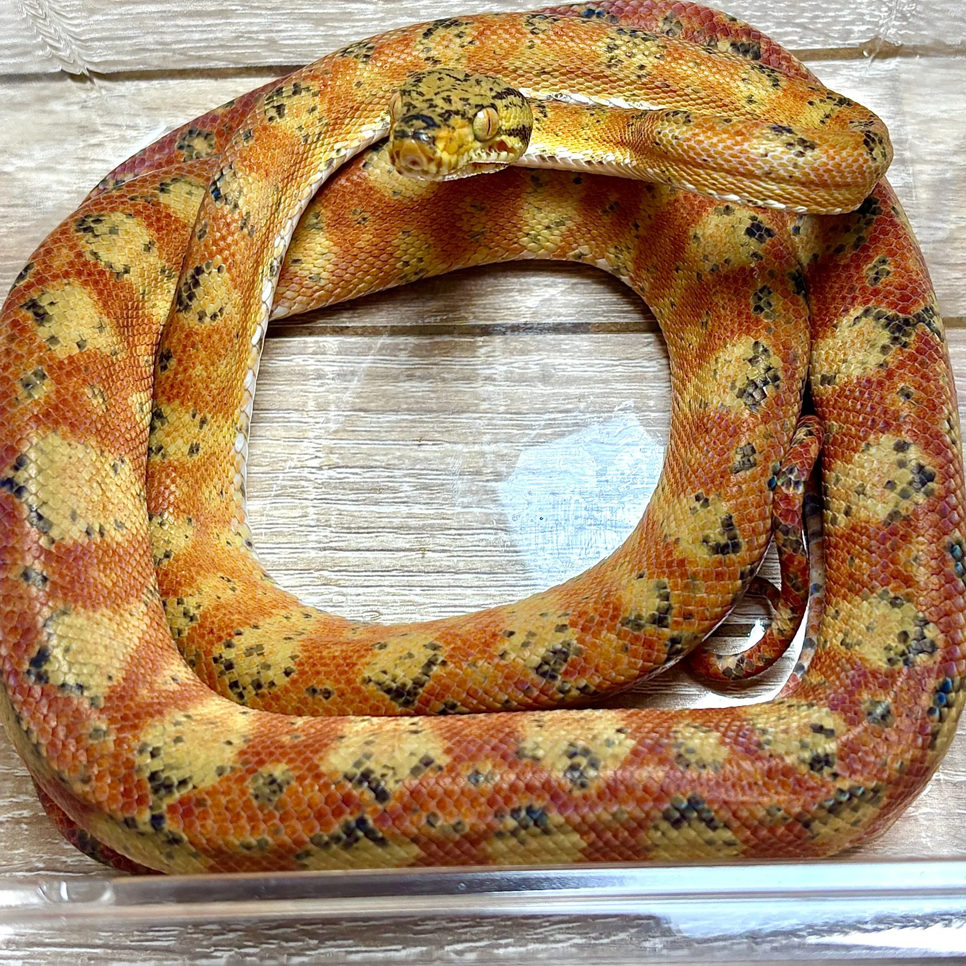 アマゾンツリーボア バイカラーオレンジ