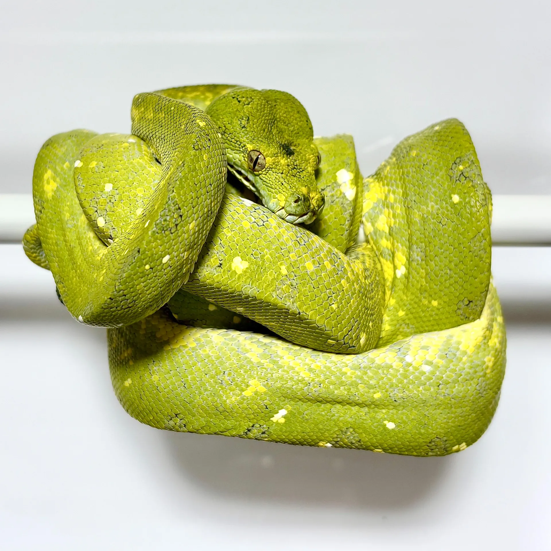 グリーンパイソン ビアク♀（110cm）