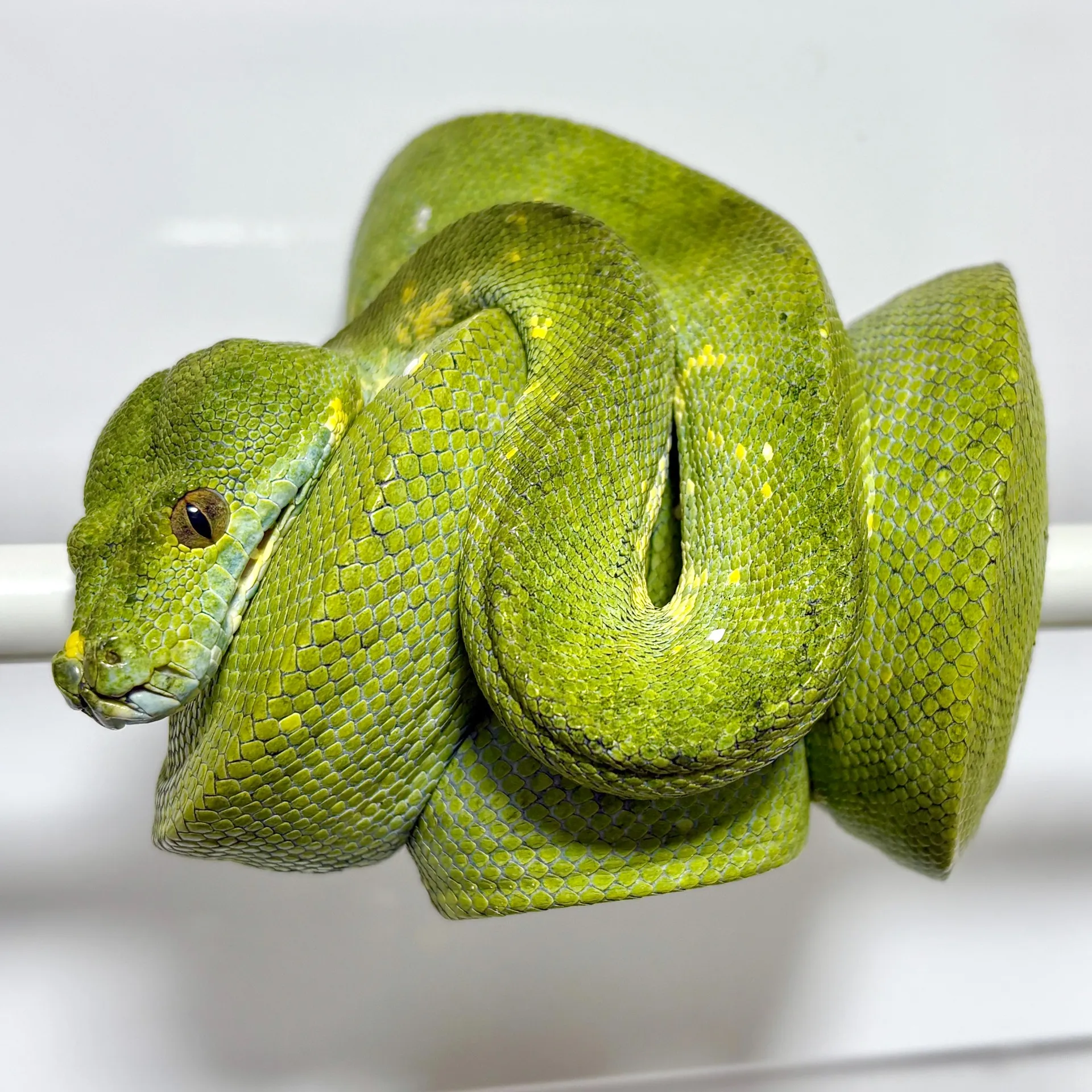 グリーンパイソン ビアク♀（130cm）