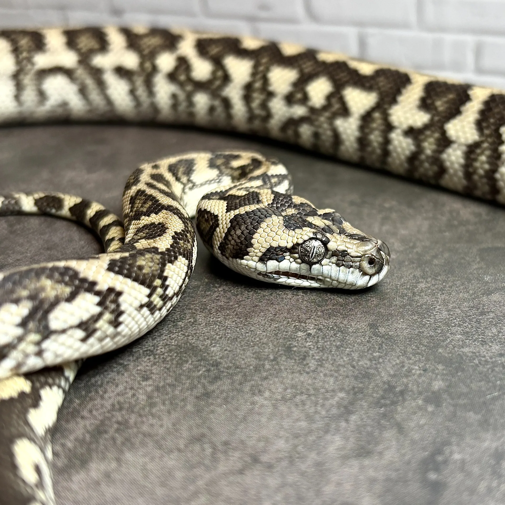 カーペットパイソン ピュアコースタルキャラメルアザンジャガー（ドンパターソン）♂