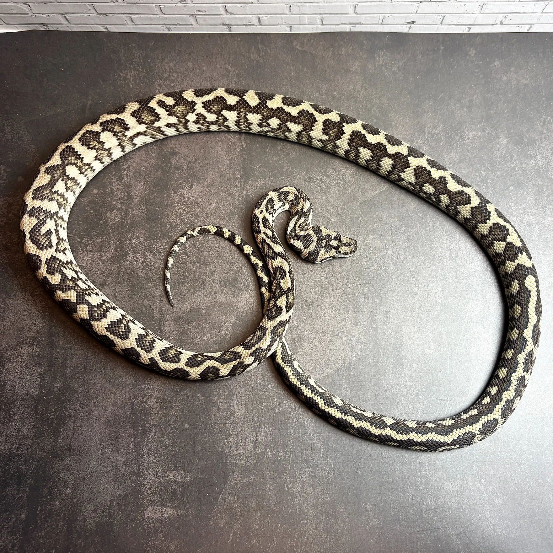 カーペットパイソン ピュアコースタルキャラメルアザンジャガー（ドンパターソン）♂