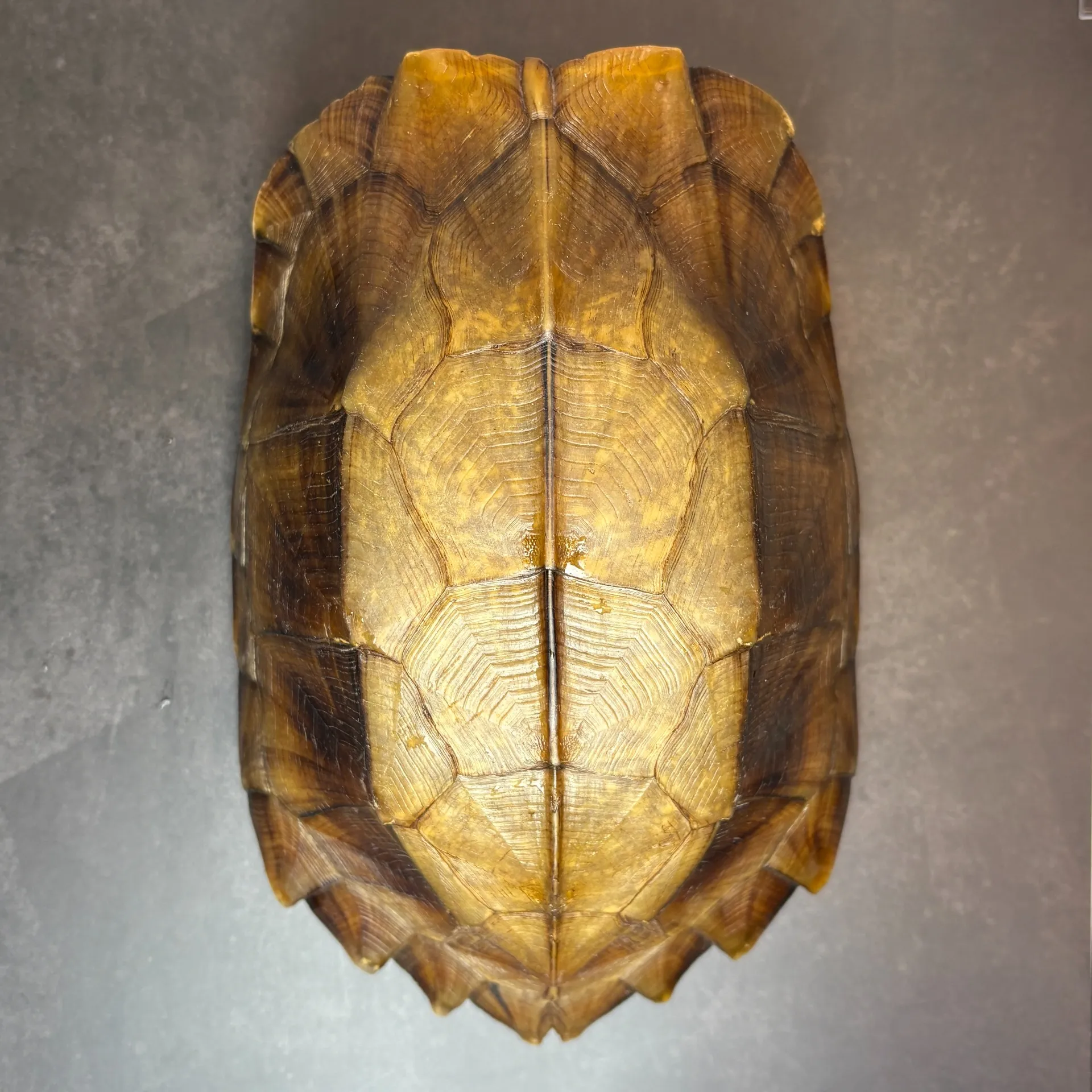 ヒラセガメ フルアダルトペア