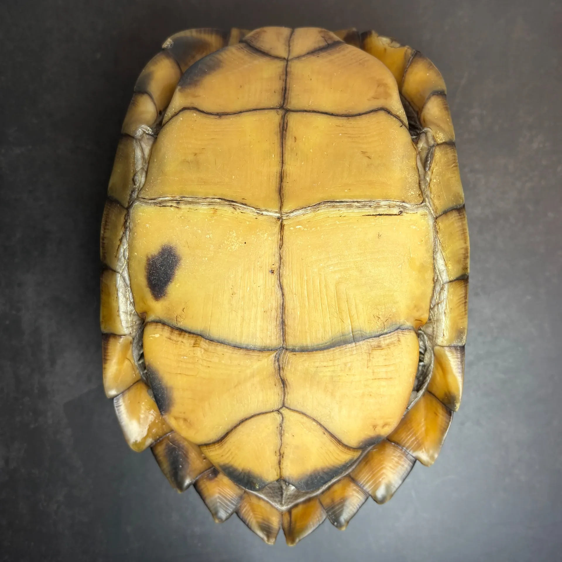 ヒラセガメ フルアダルトペア