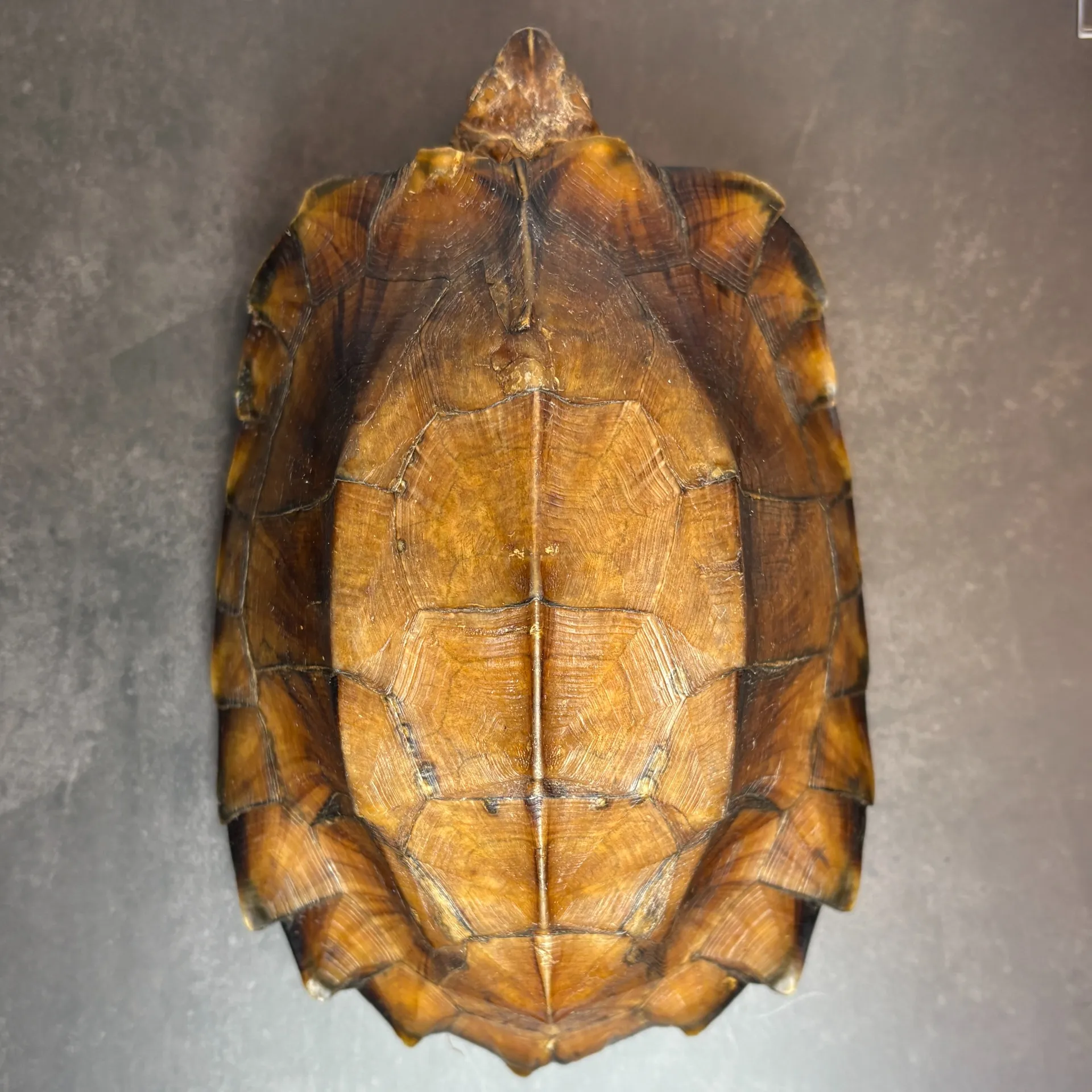 ヒラセガメ フルアダルトペア