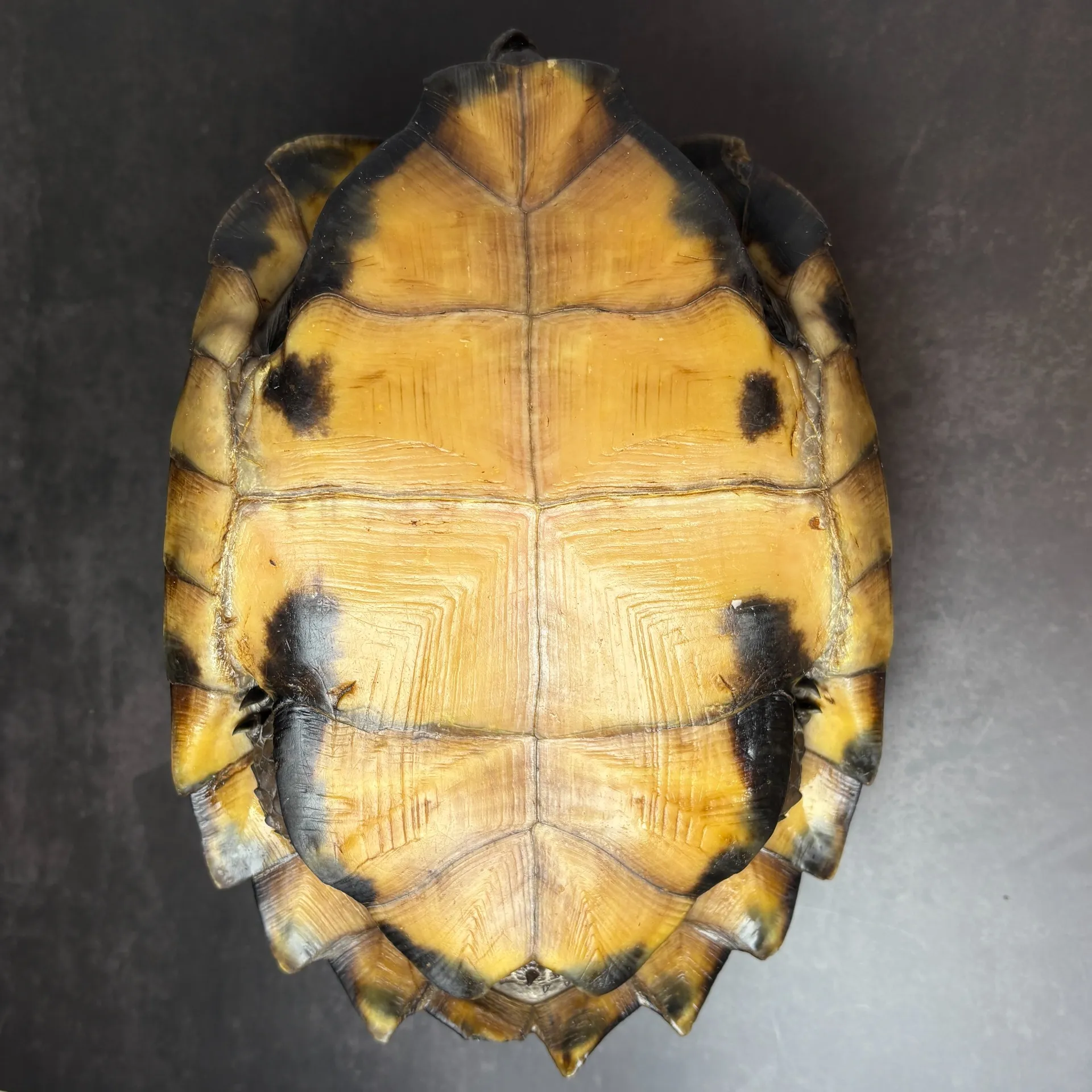 ヒラセガメ フルアダルトペア