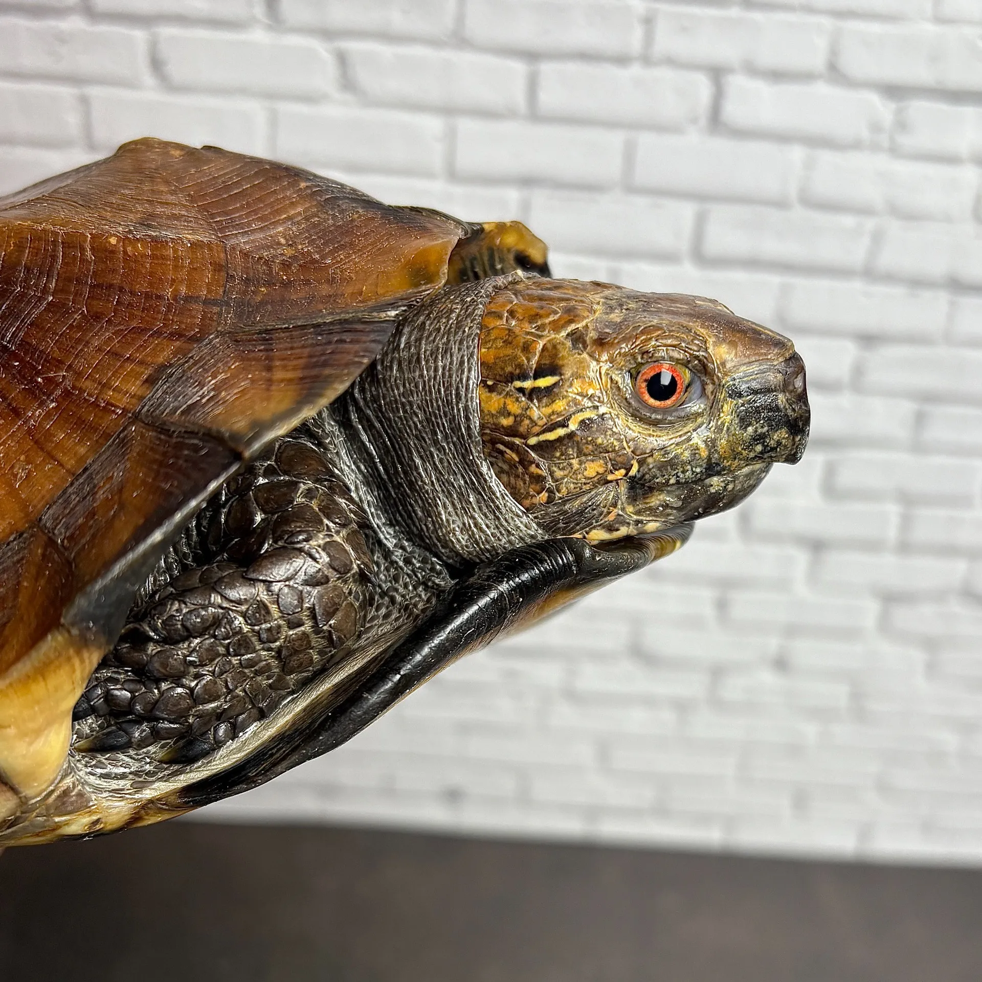 ヒラセガメ フルアダルトペア