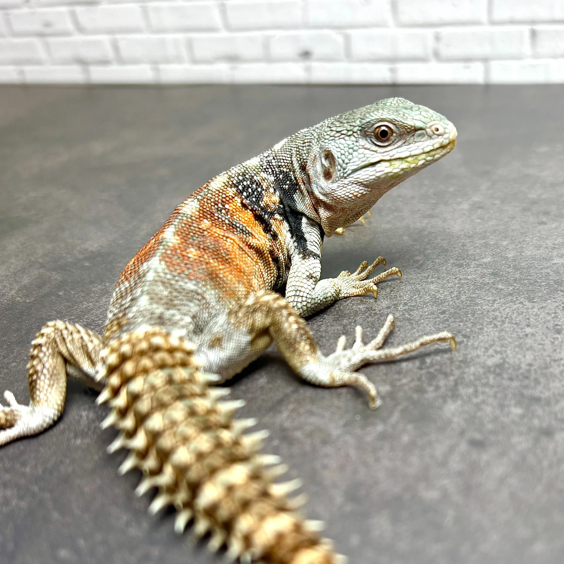 ユカタントゲオイグアナ♂