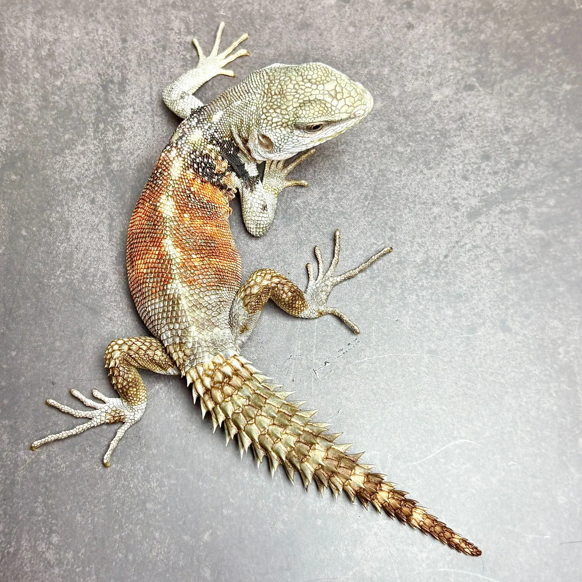 ユカタントゲオイグアナ♂