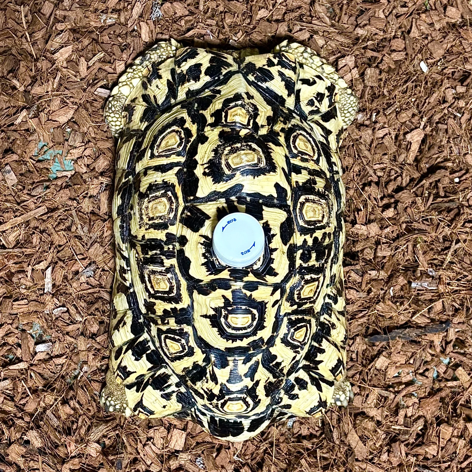 バブコックヒョウモンリクガメ約26cm♂