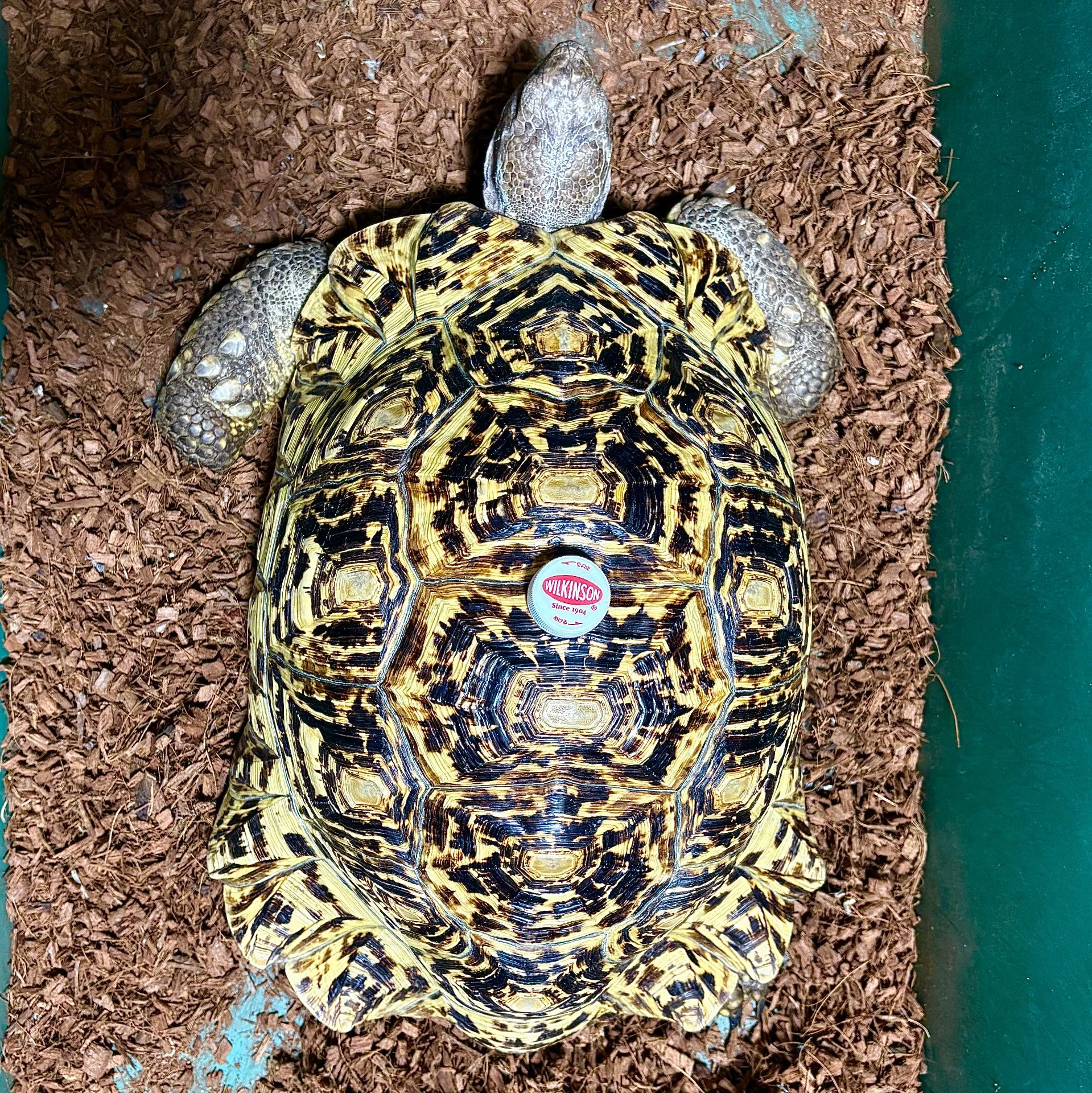 ソマリアヒョウモンリクガメ約40cm♀