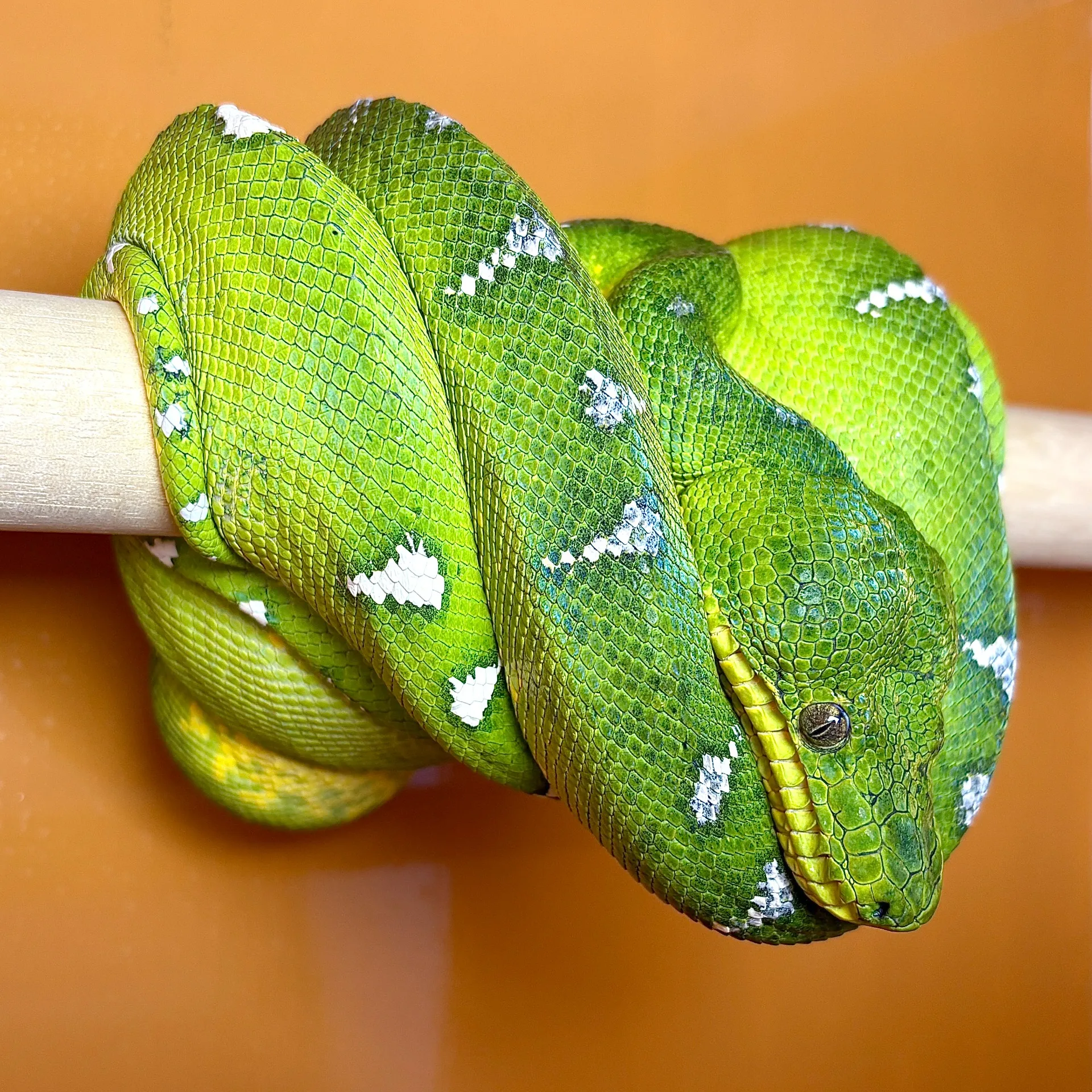 エメラルドツリーボア♂（160cm）