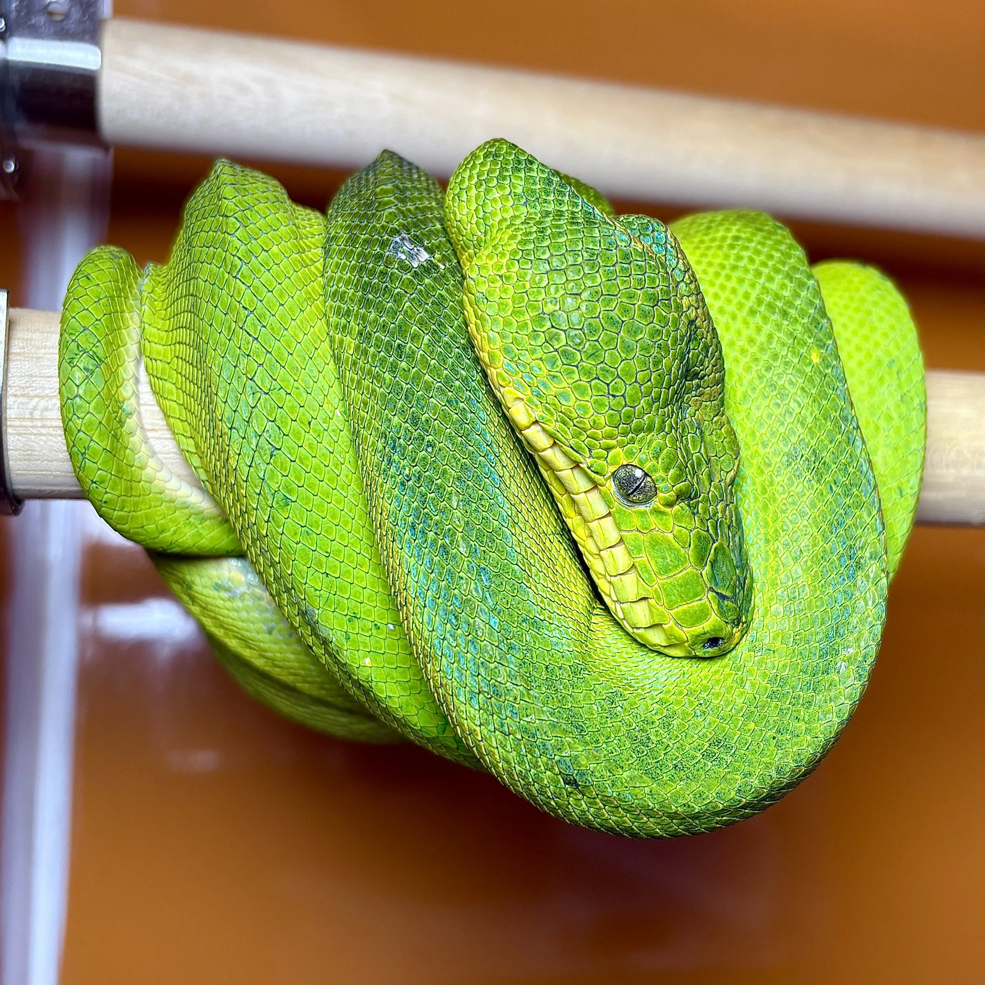 エメラルドツリーボア♀（180cm）