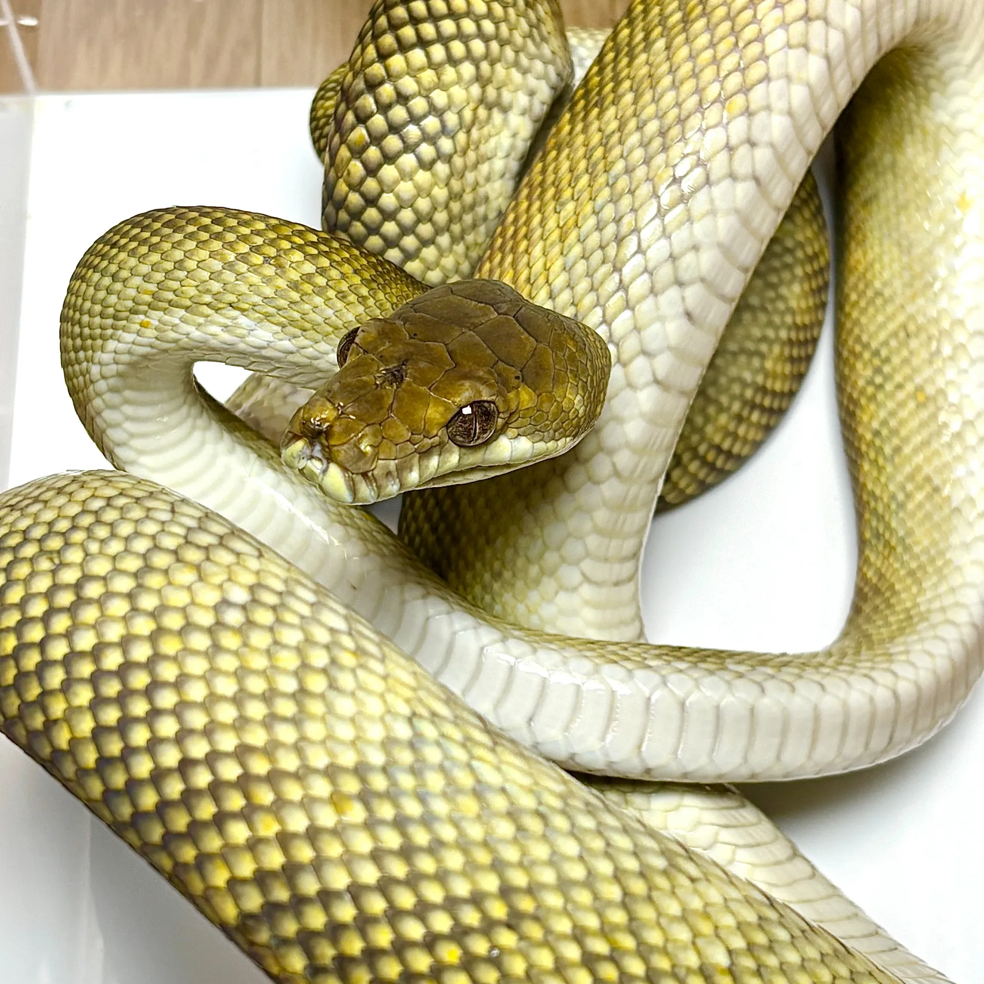 モルカンパイソン♂