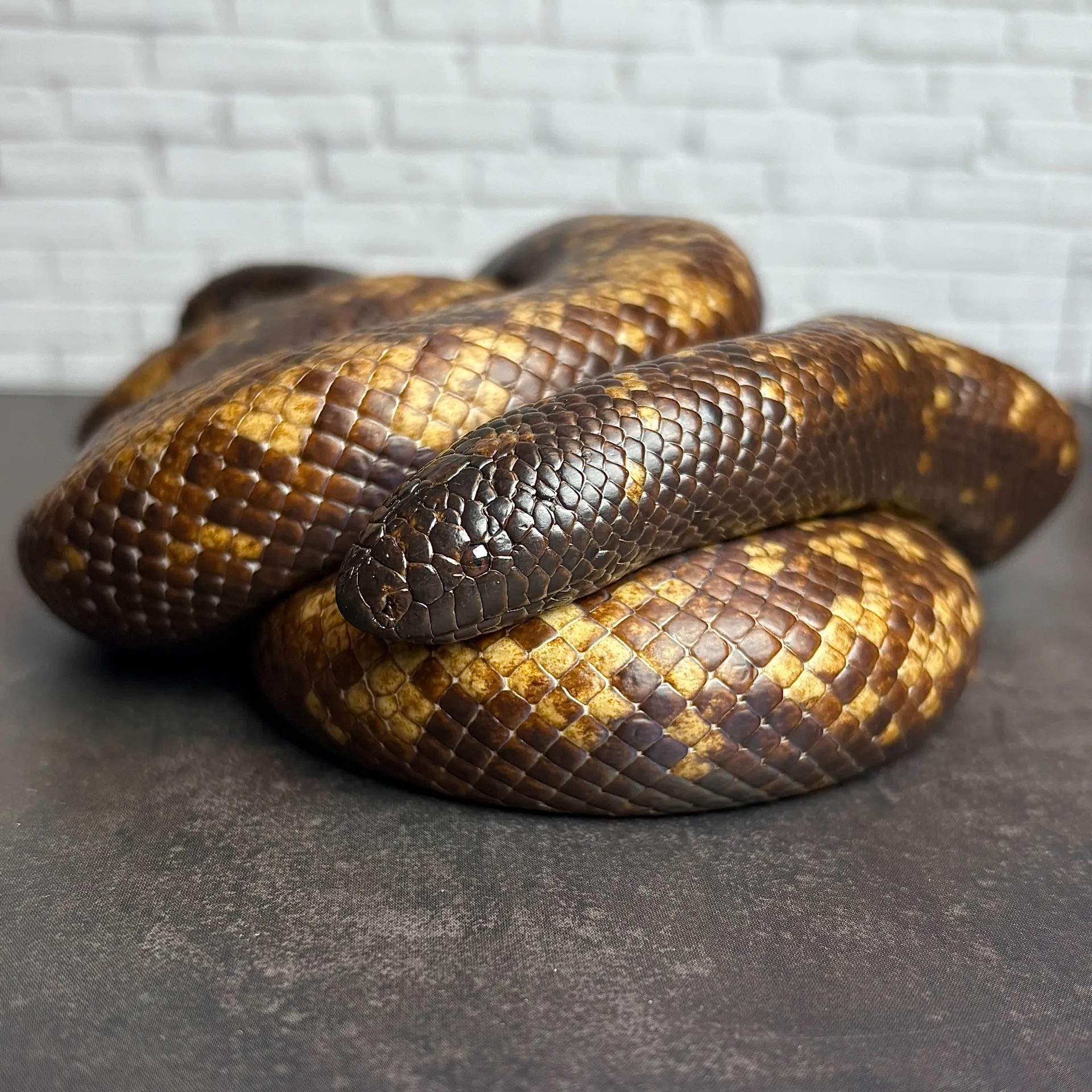 ジムグリパイソン（カラバリア）♀