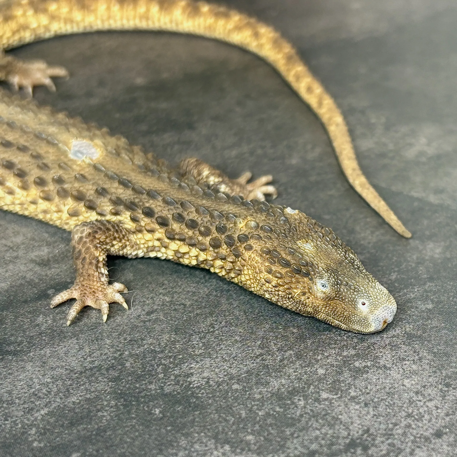 ミミナシオオトカゲ（イヤレスモニター）ペア