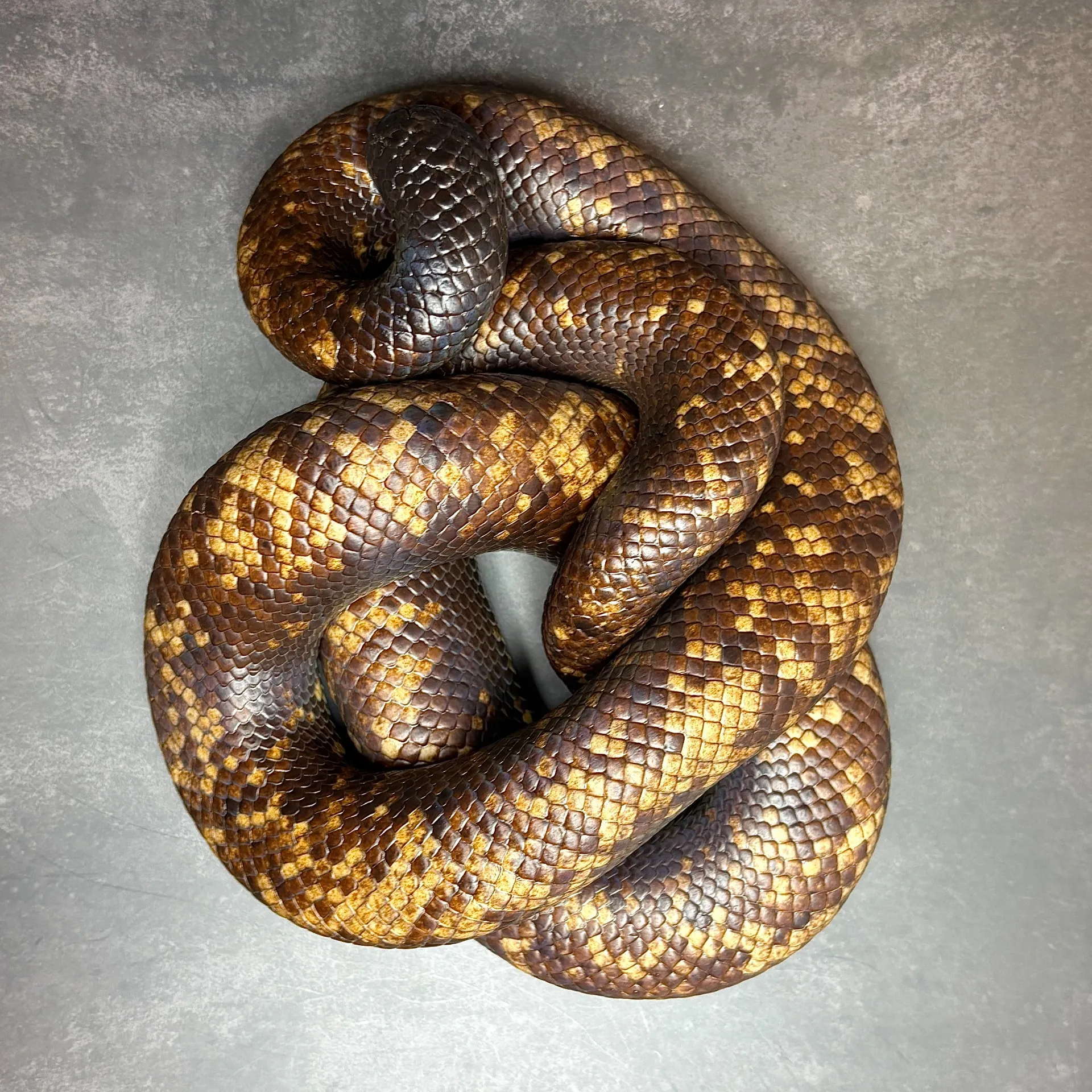 ジムグリパイソン（カラバリア）♀