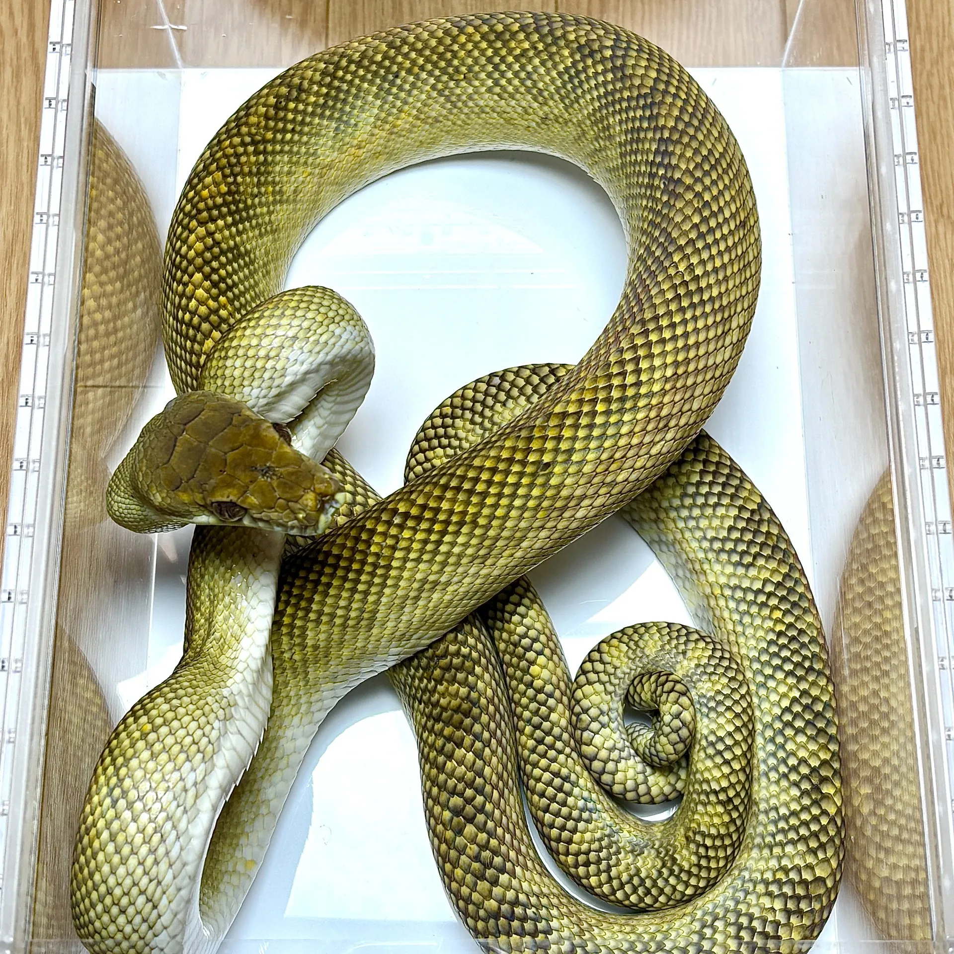 モルカンパイソン♂