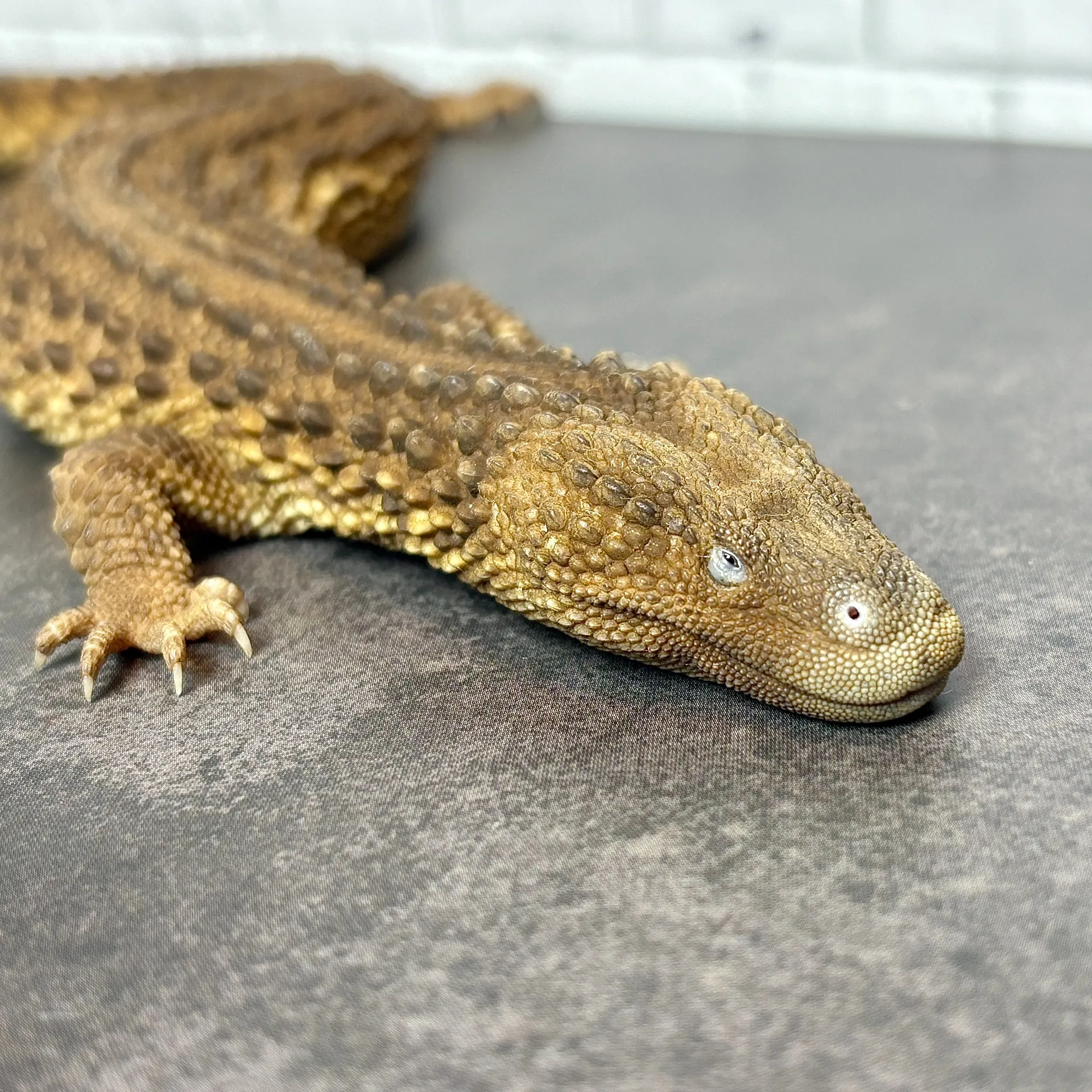 ミミナシオオトカゲ（イヤレスモニター）ペア