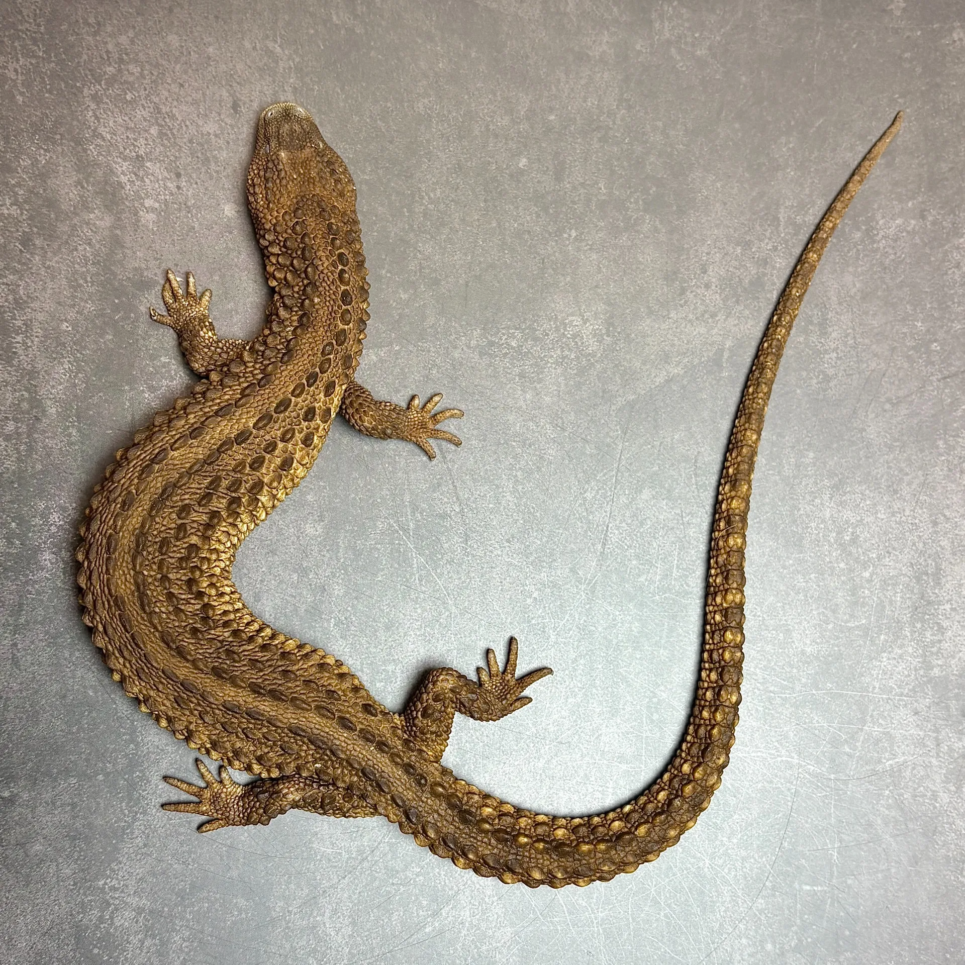 ミミナシオオトカゲ（イヤレスモニター）ペア