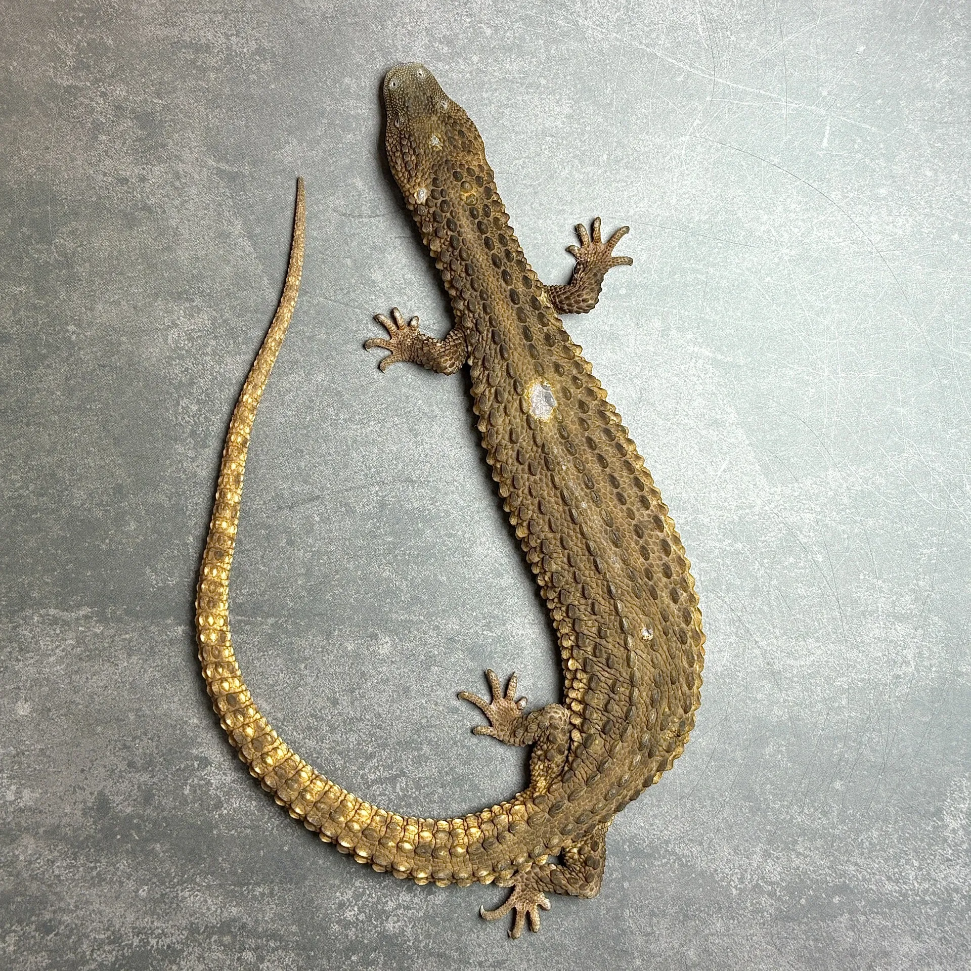 ミミナシオオトカゲ（イヤレスモニター）ペア