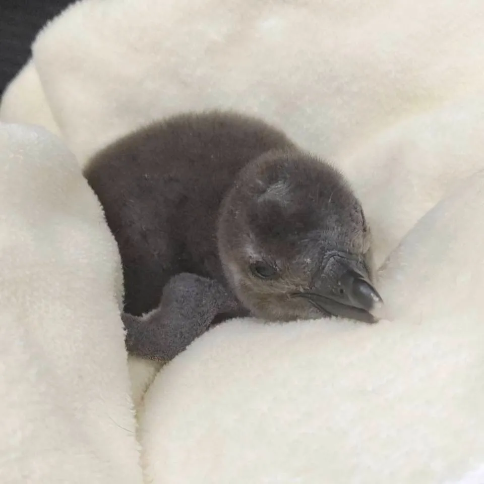 ケープペンギン（国内CB）