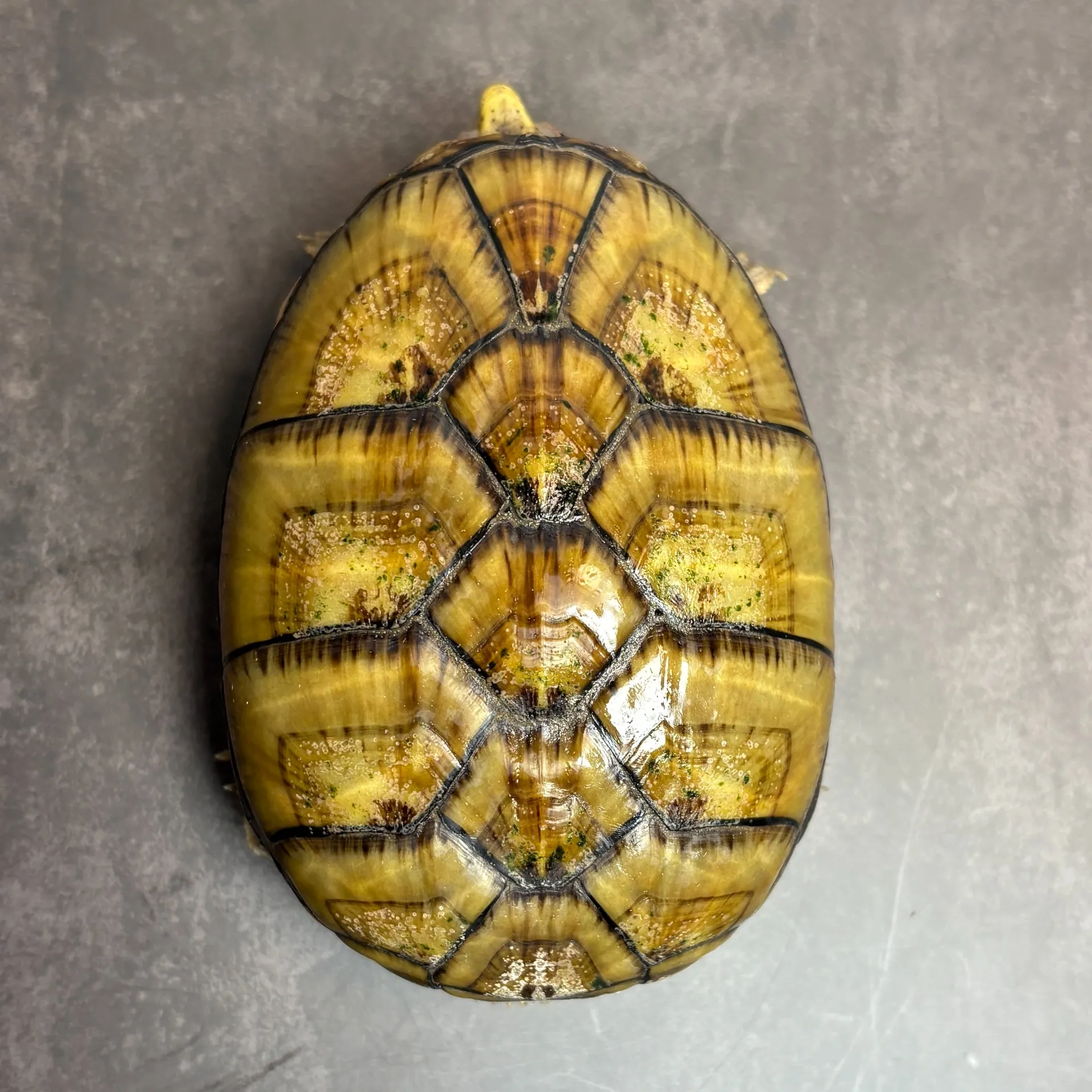 フロリダドロガメ♀（9.5cm）