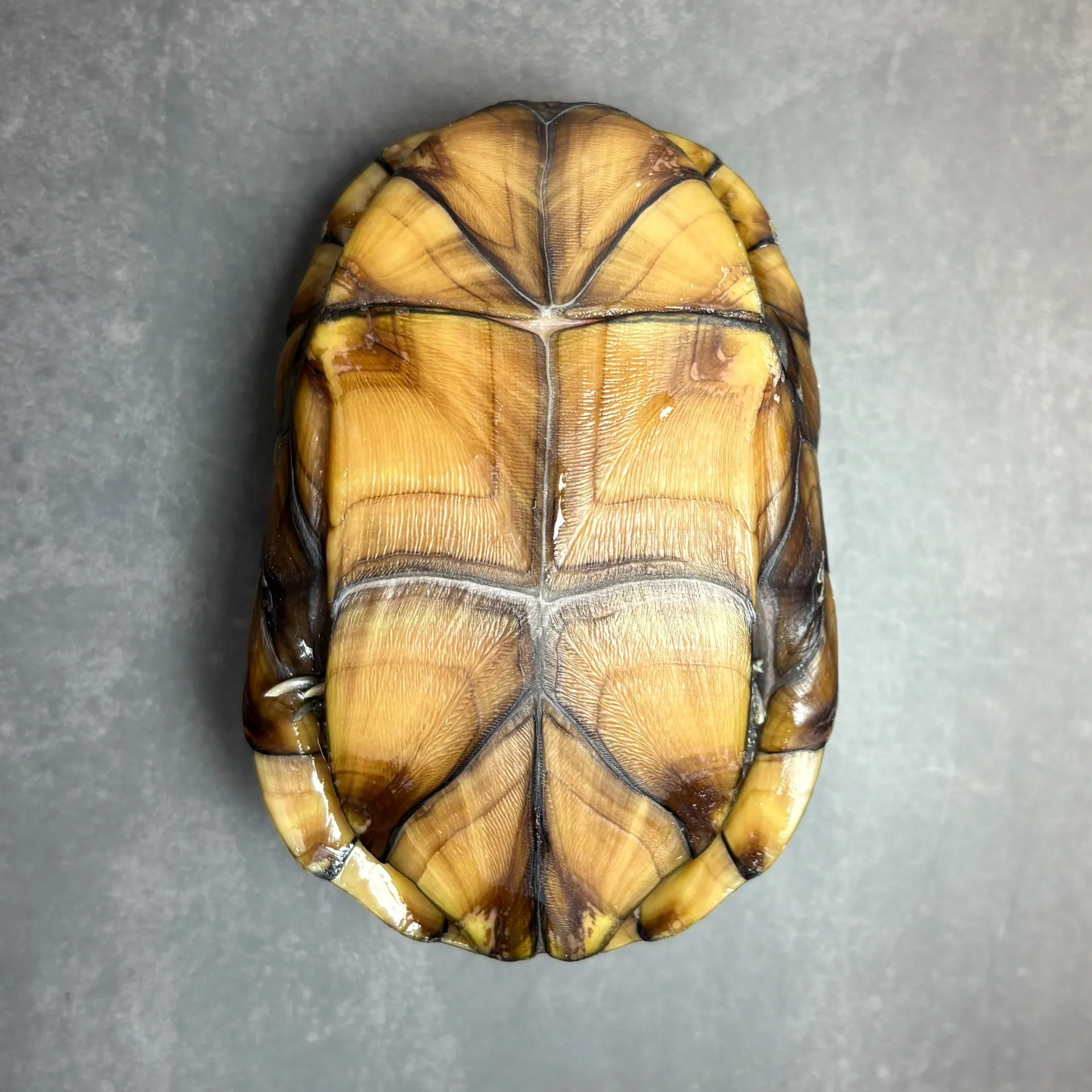 ミスジドロガメ♀（9cm）