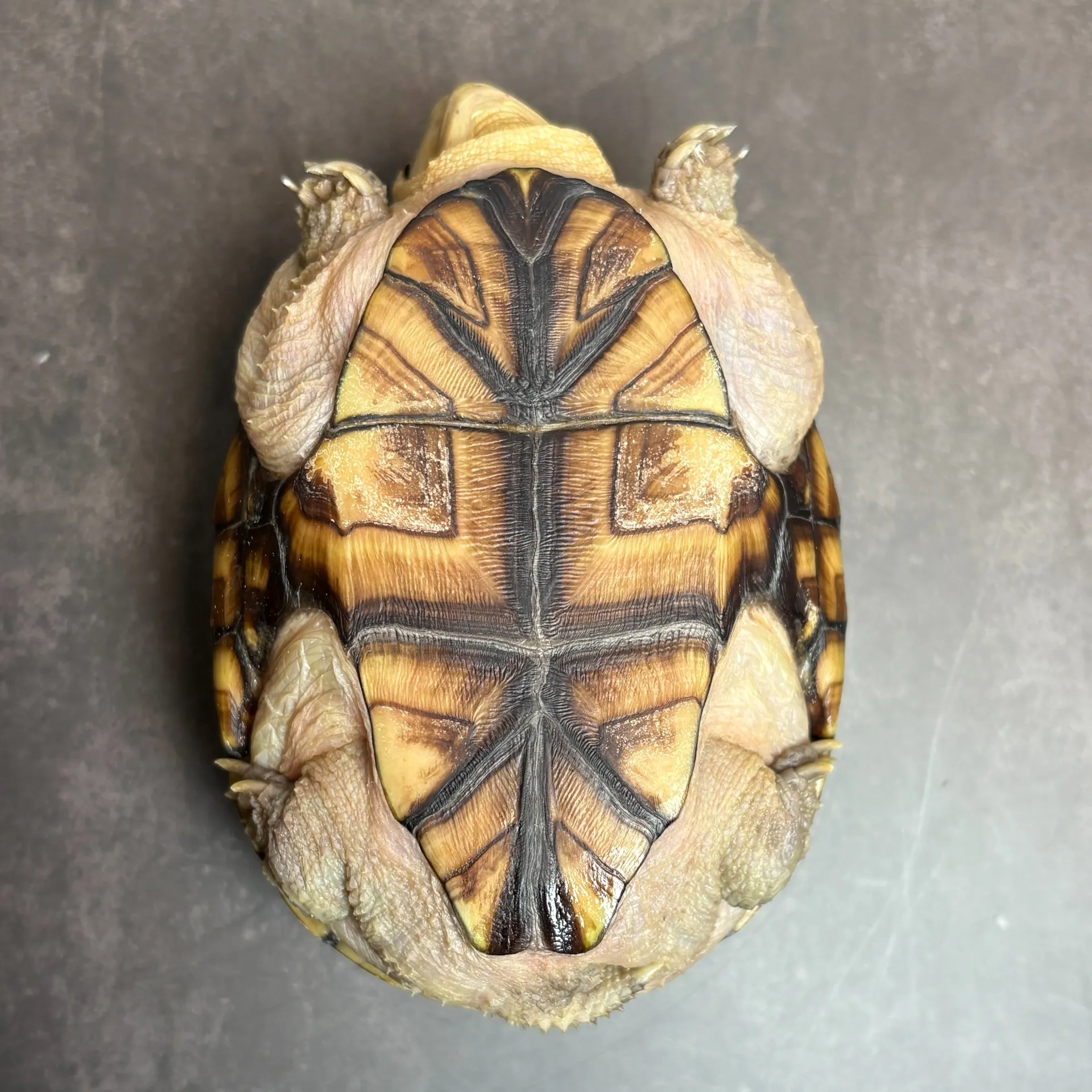 フロリダドロガメ♀（9.5cm）