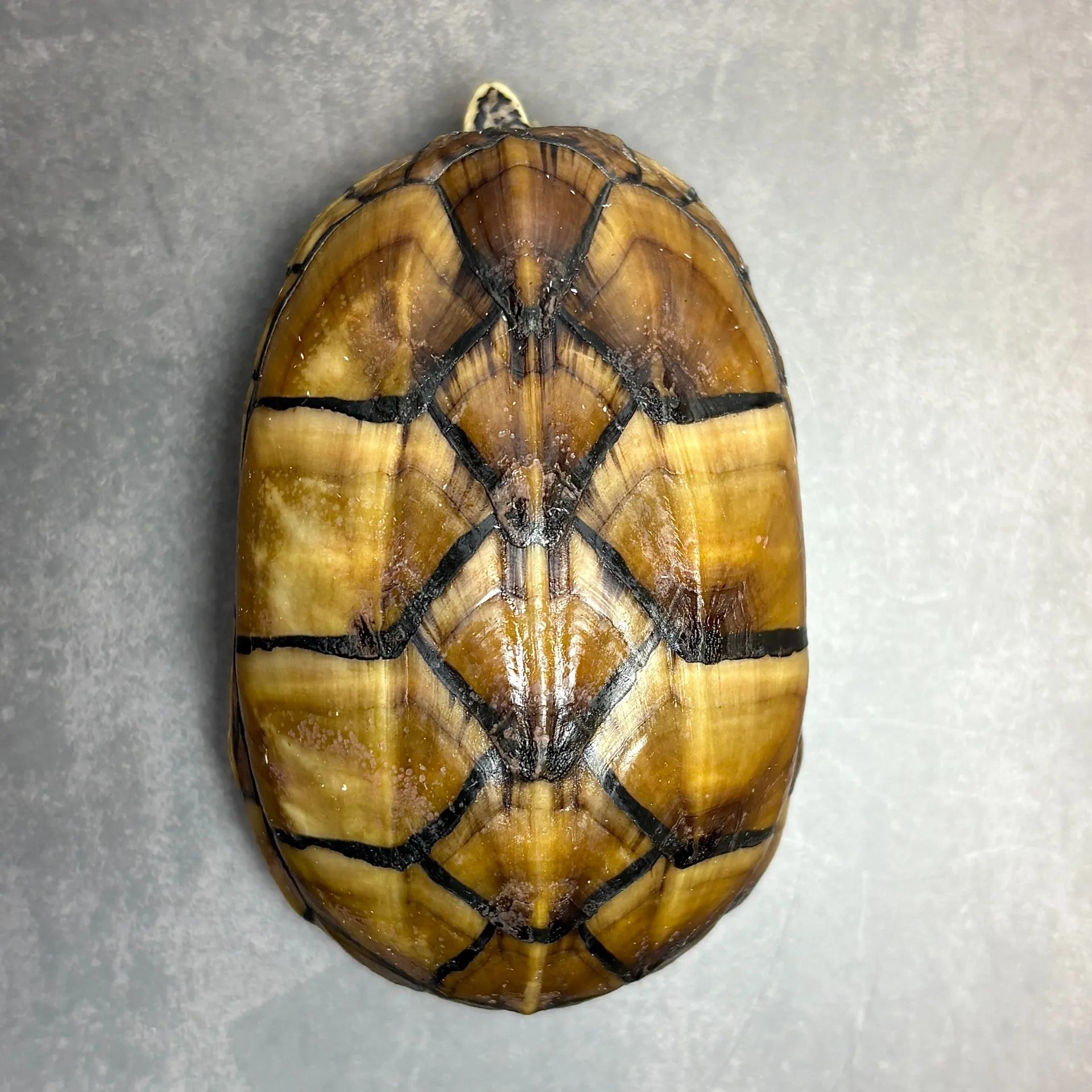 ミスジドロガメ♀（9cm）