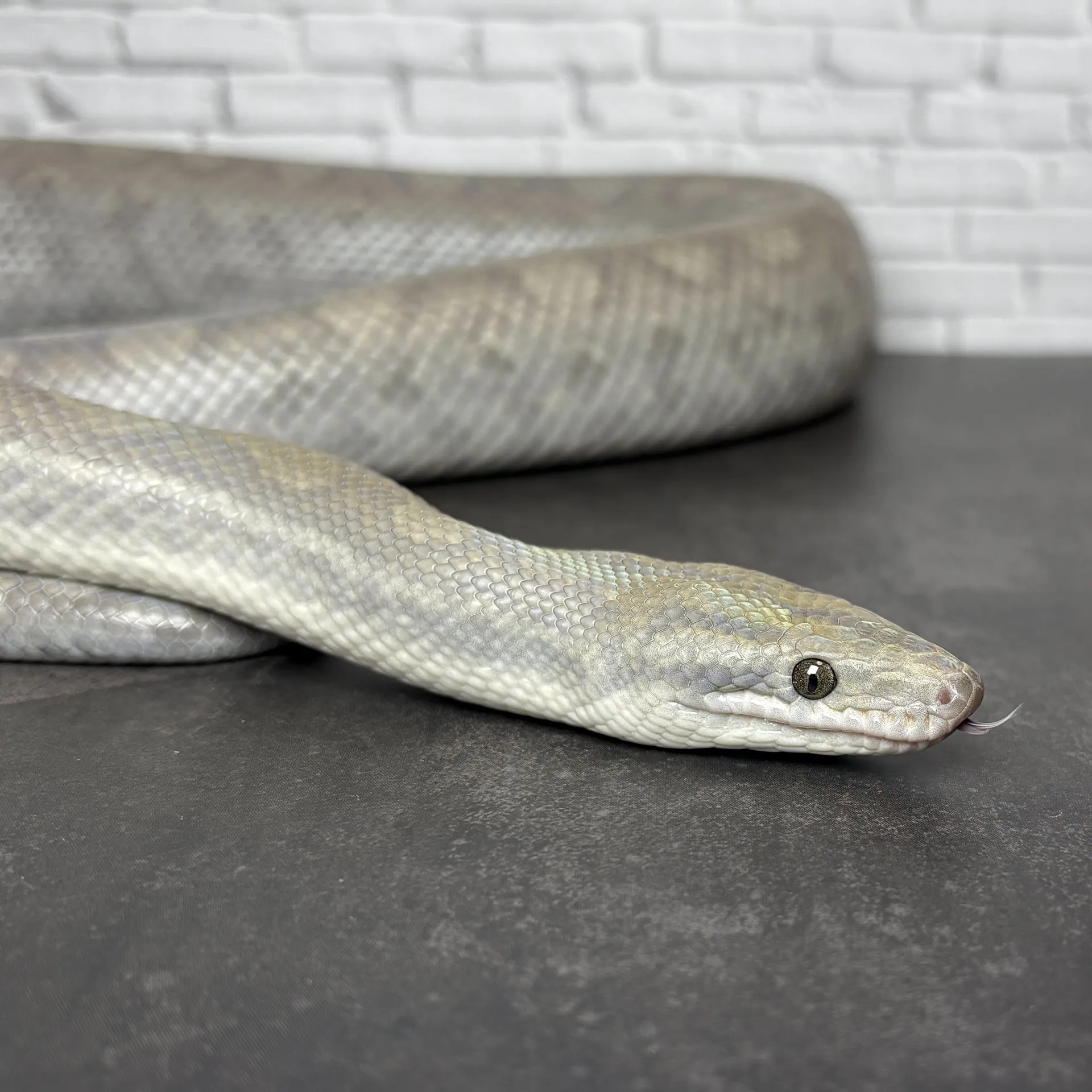 コロンビアレインボーボア ペア