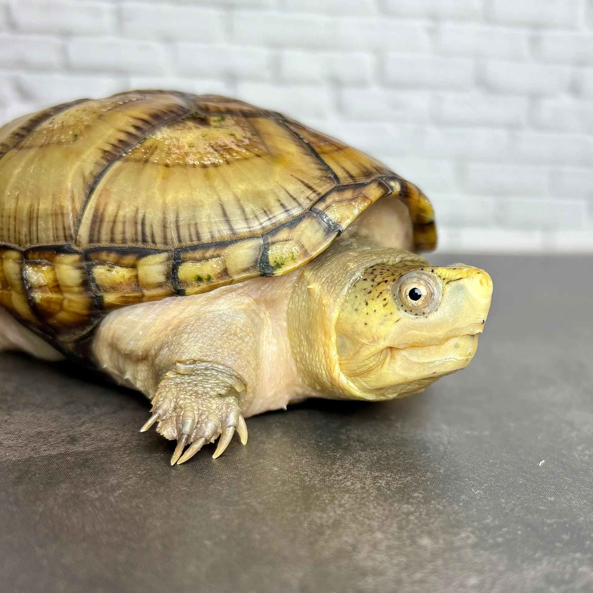 フロリダドロガメ♀（9.5cm）