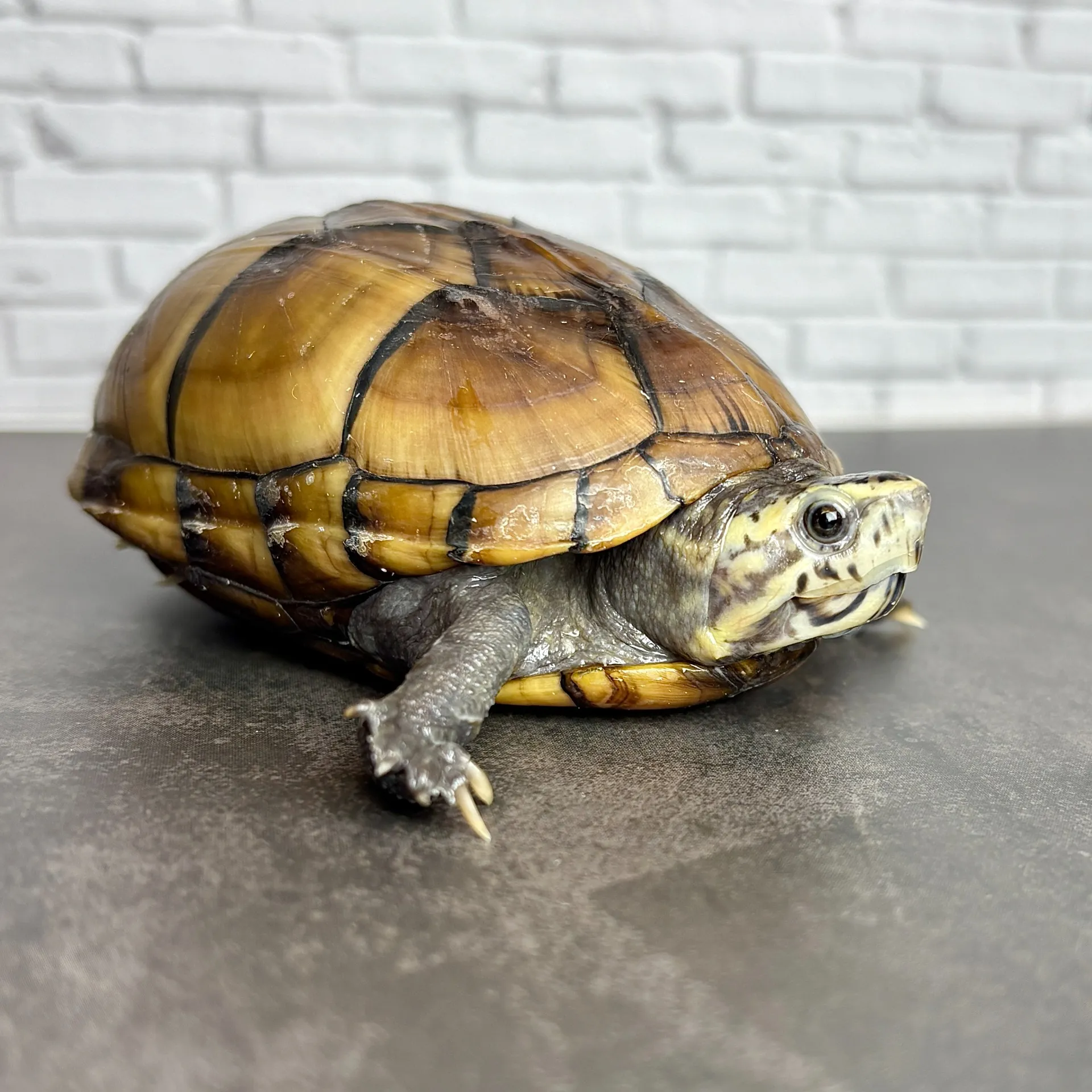 ミスジドロガメ♀（9cm）