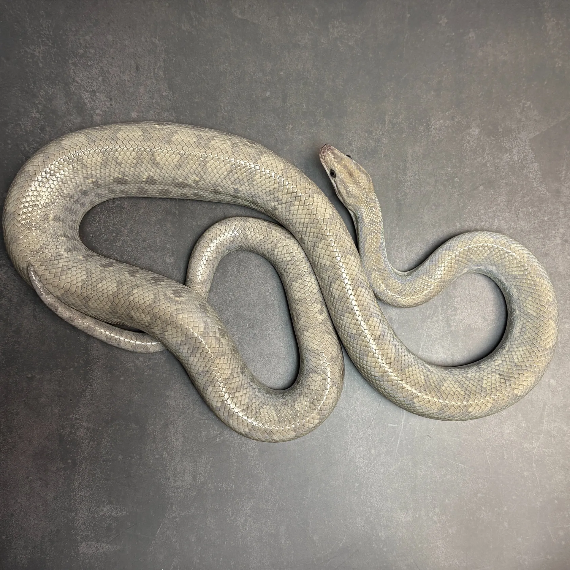 コロンビアレインボーボア ペア