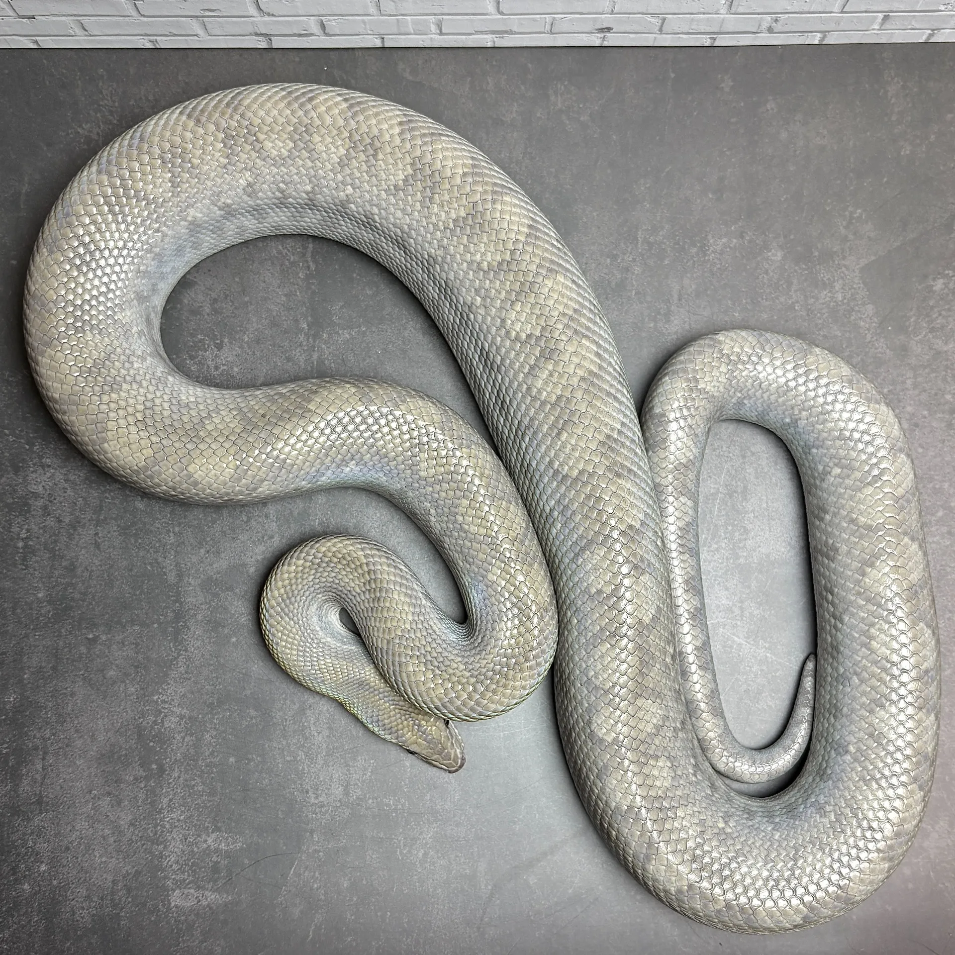 コロンビアレインボーボア ペア