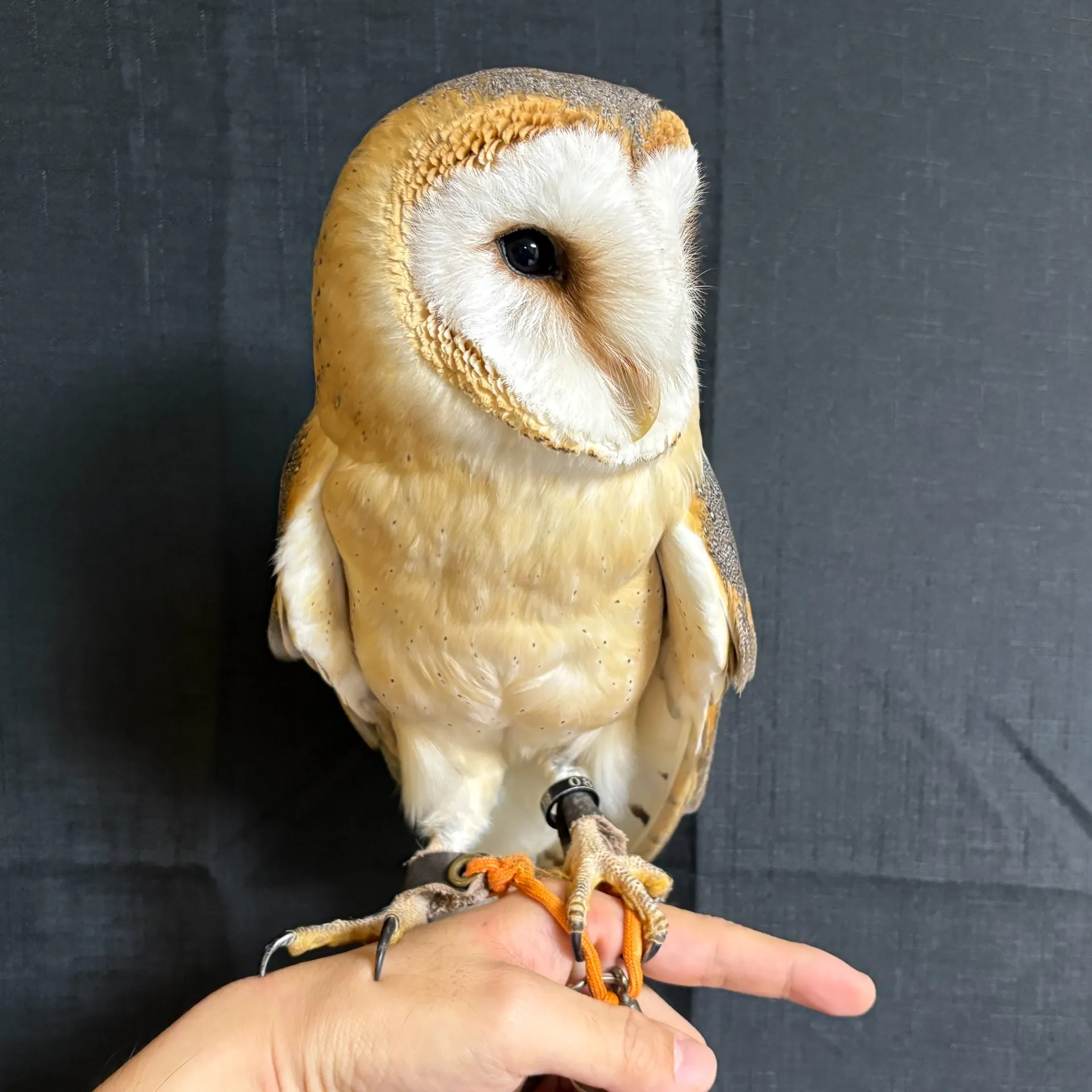 メンフクロウ（ベタ慣れの極み）